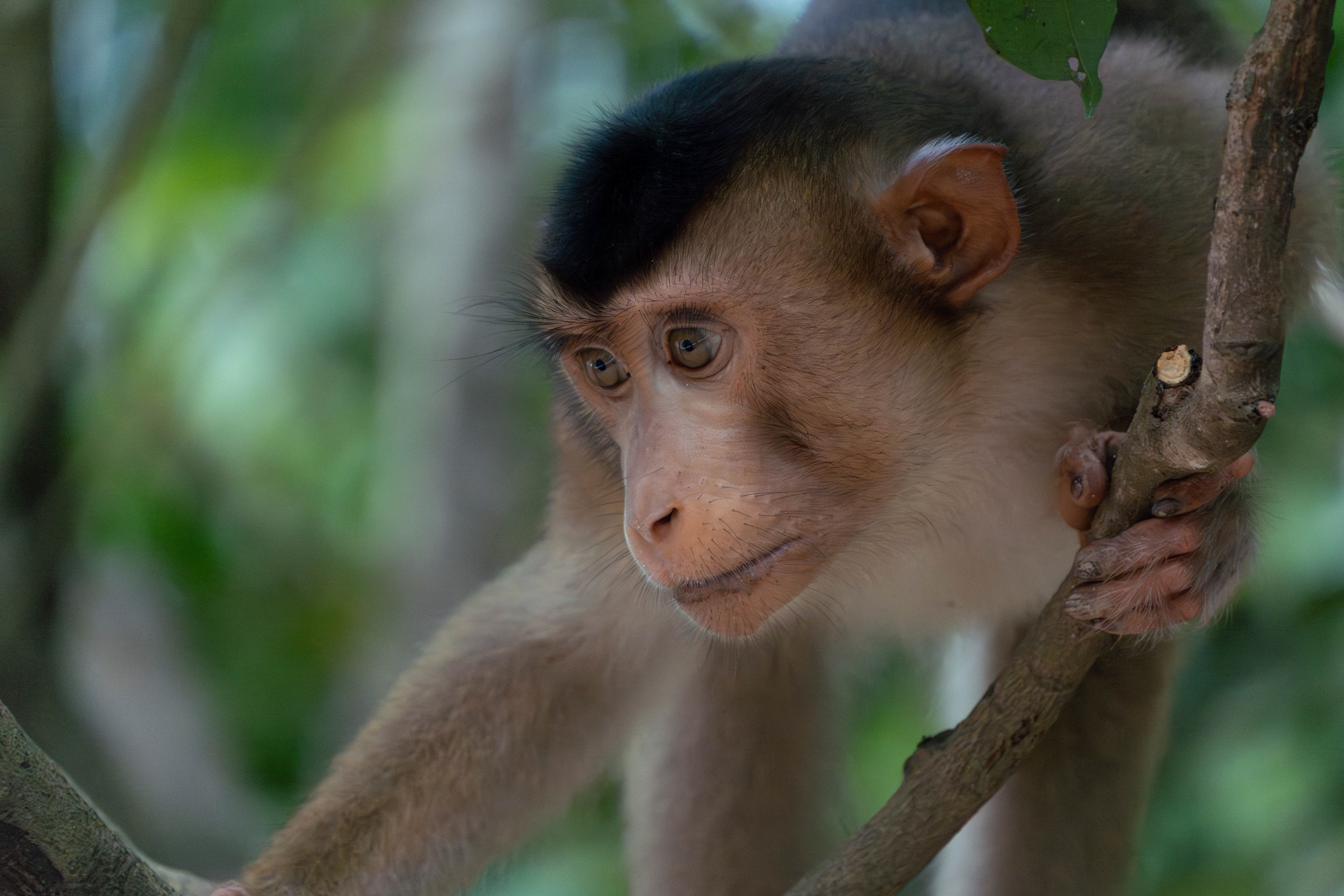Pig-tailed macaque, Sabah, Malaysia