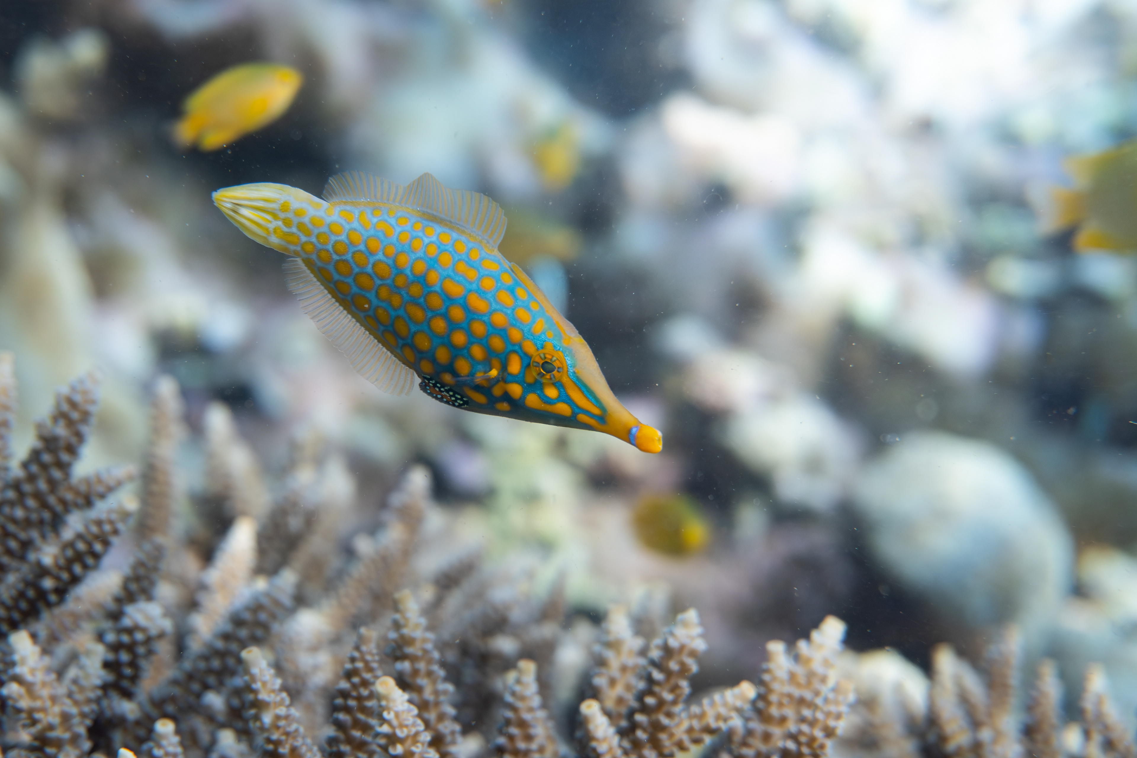 Filefish, Indonesia