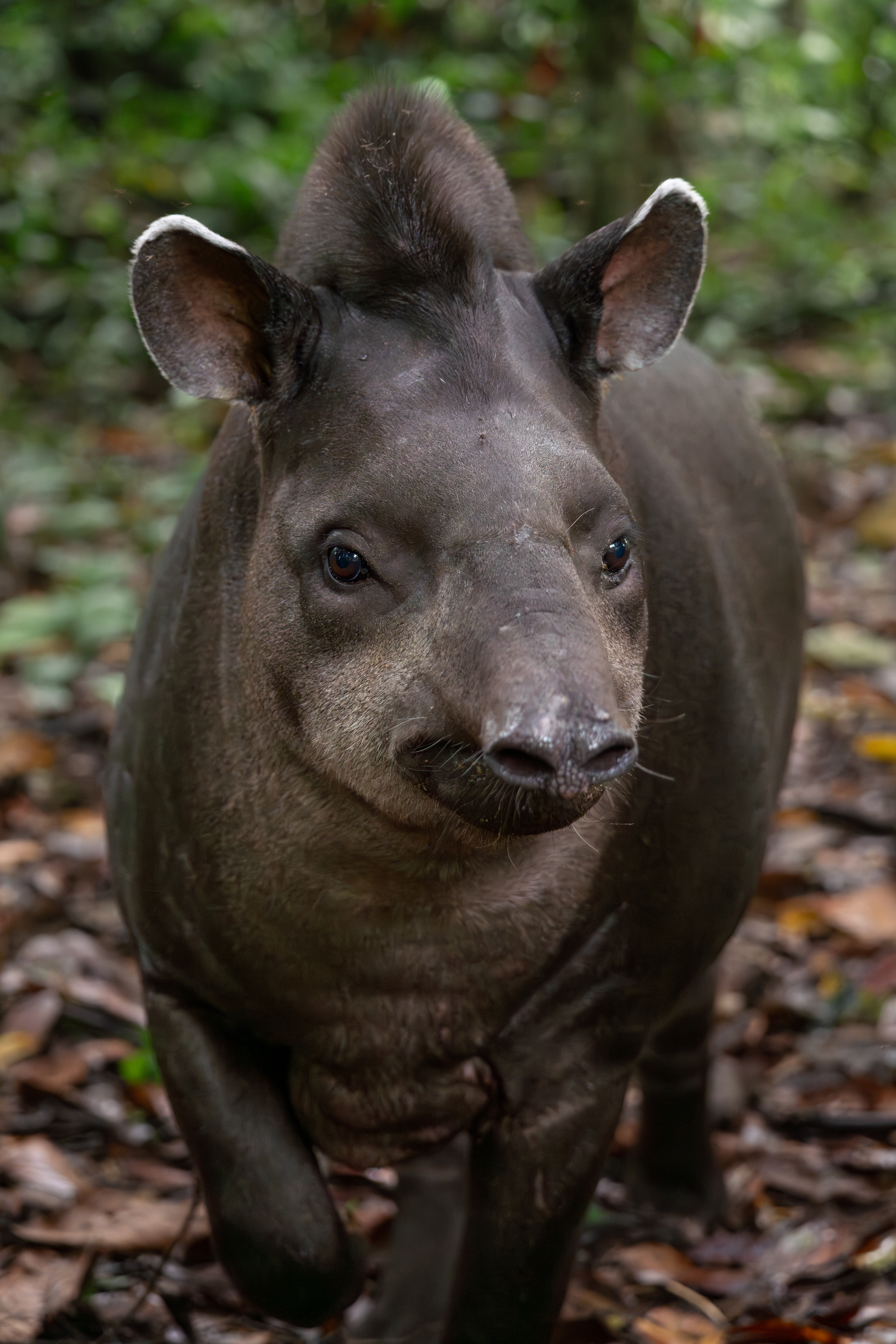 South American Tapir, Ecuador
