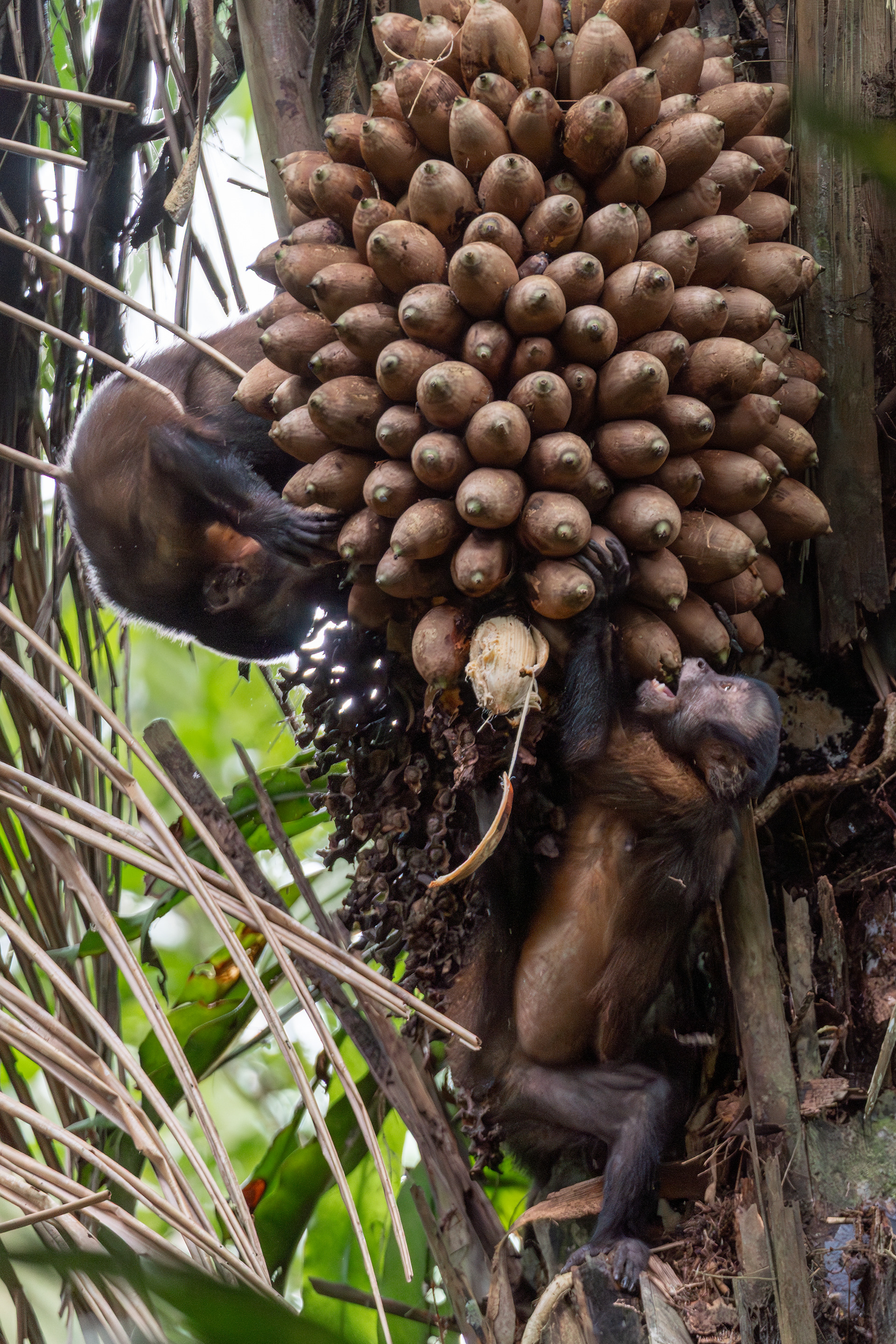 Large-headed Capuchin, Peru