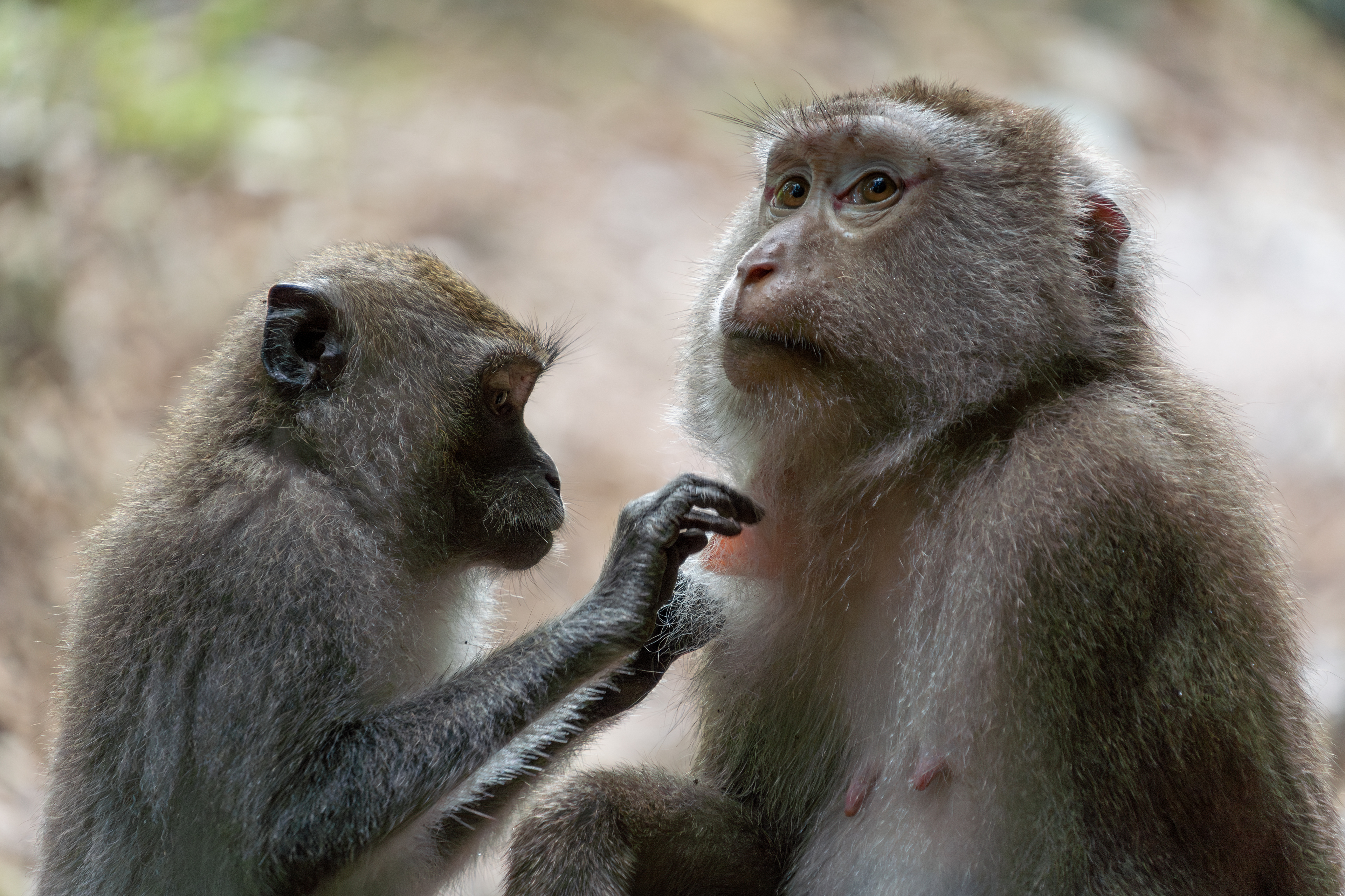 Long tailed macaque and Pig-tailed macaque, Thailand