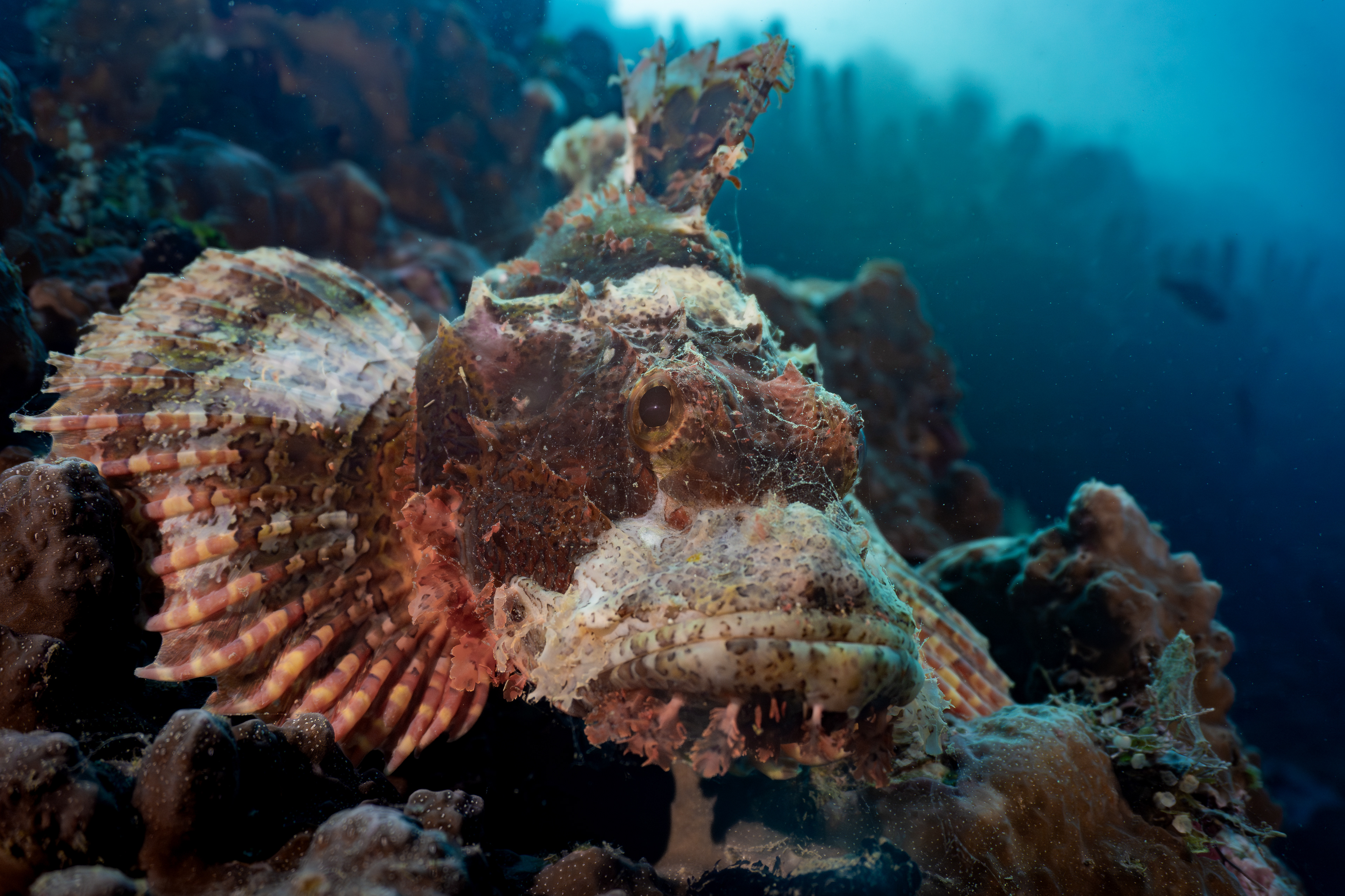 Schorpionfish, Indonesia