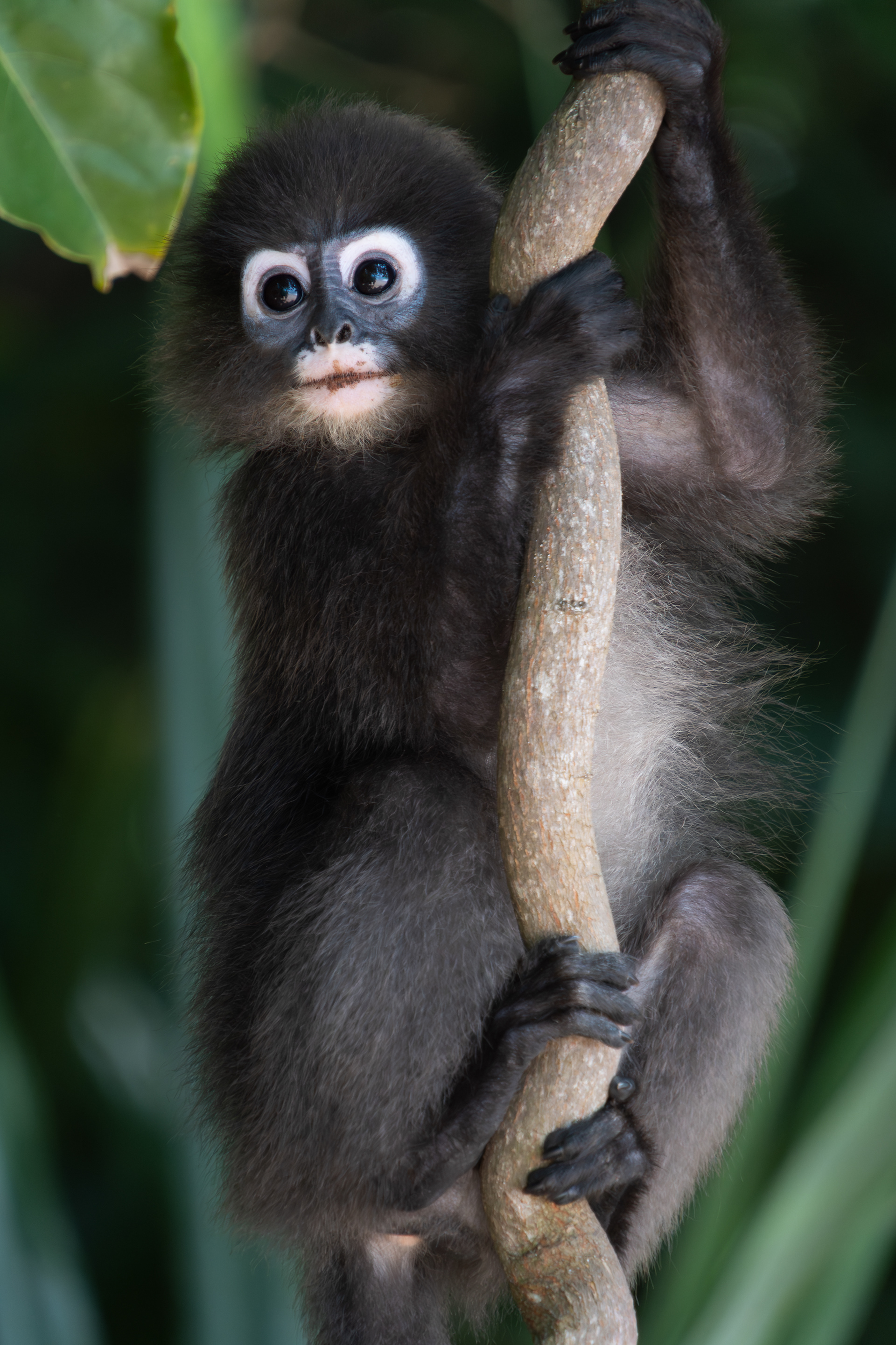 Dusky leaf monkey, Thailand