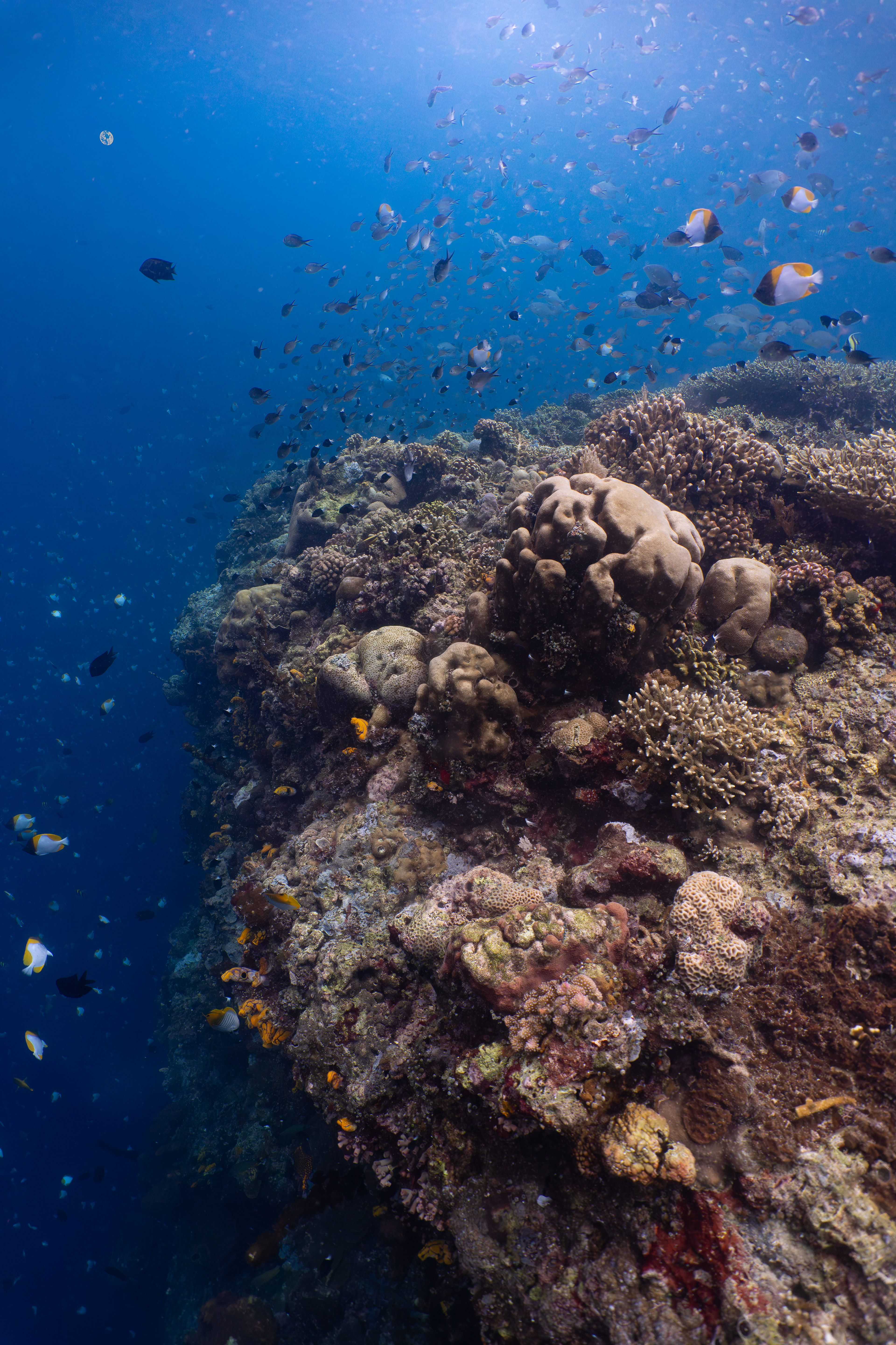 Coral reef, Indonesia