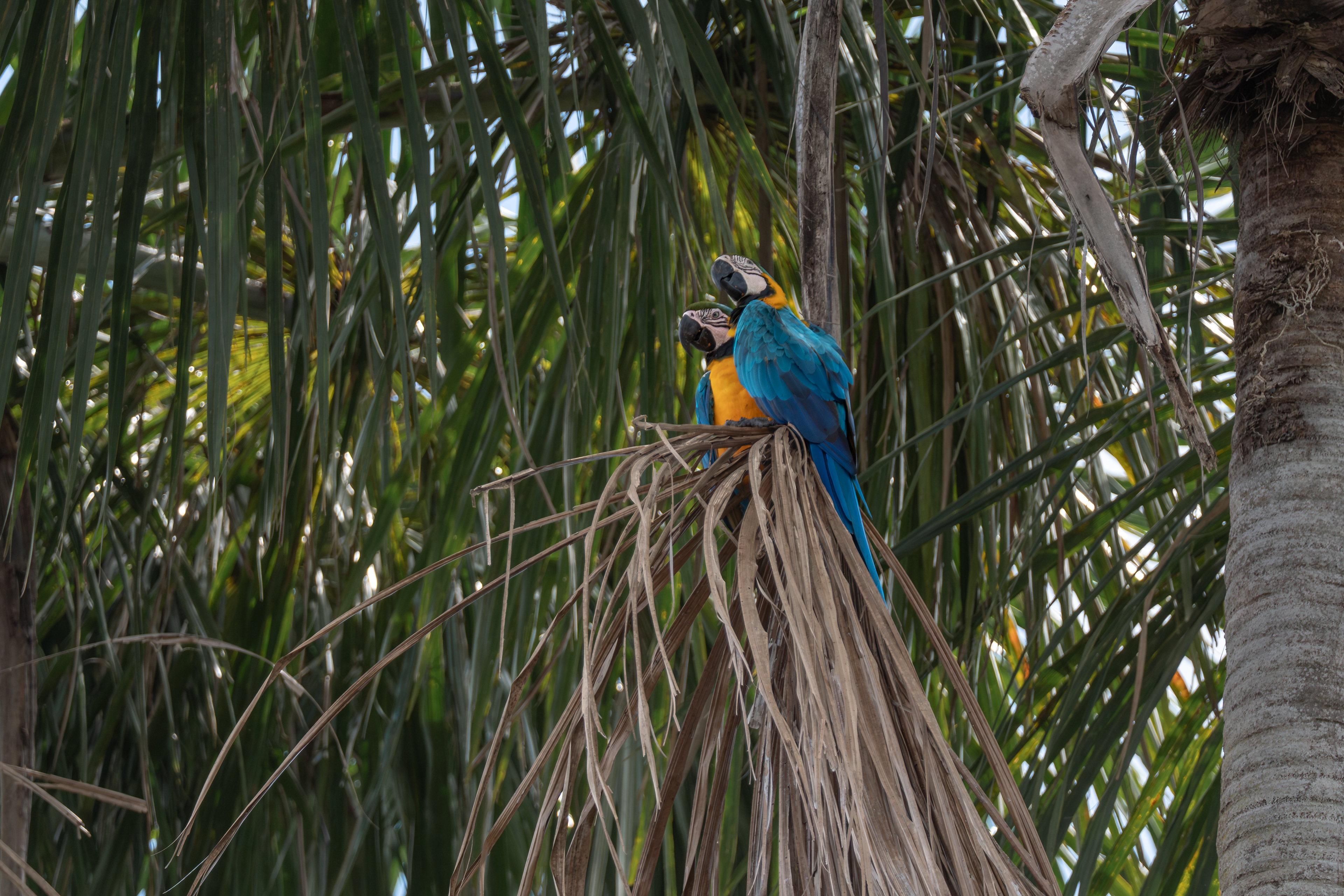 Blue-and-yellow Macaw, Peru