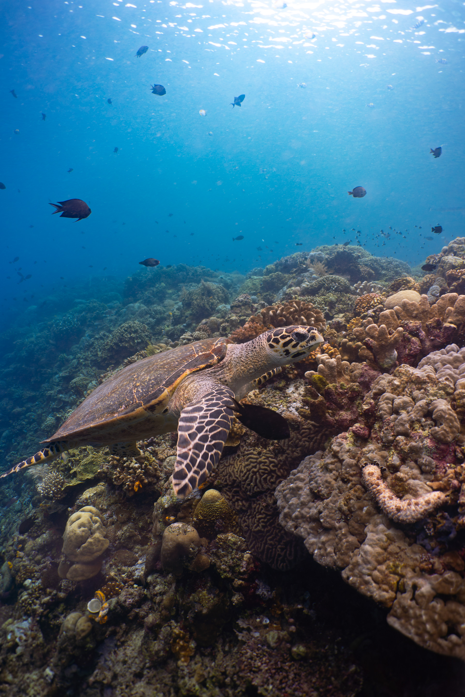 Turtle, Indonesia