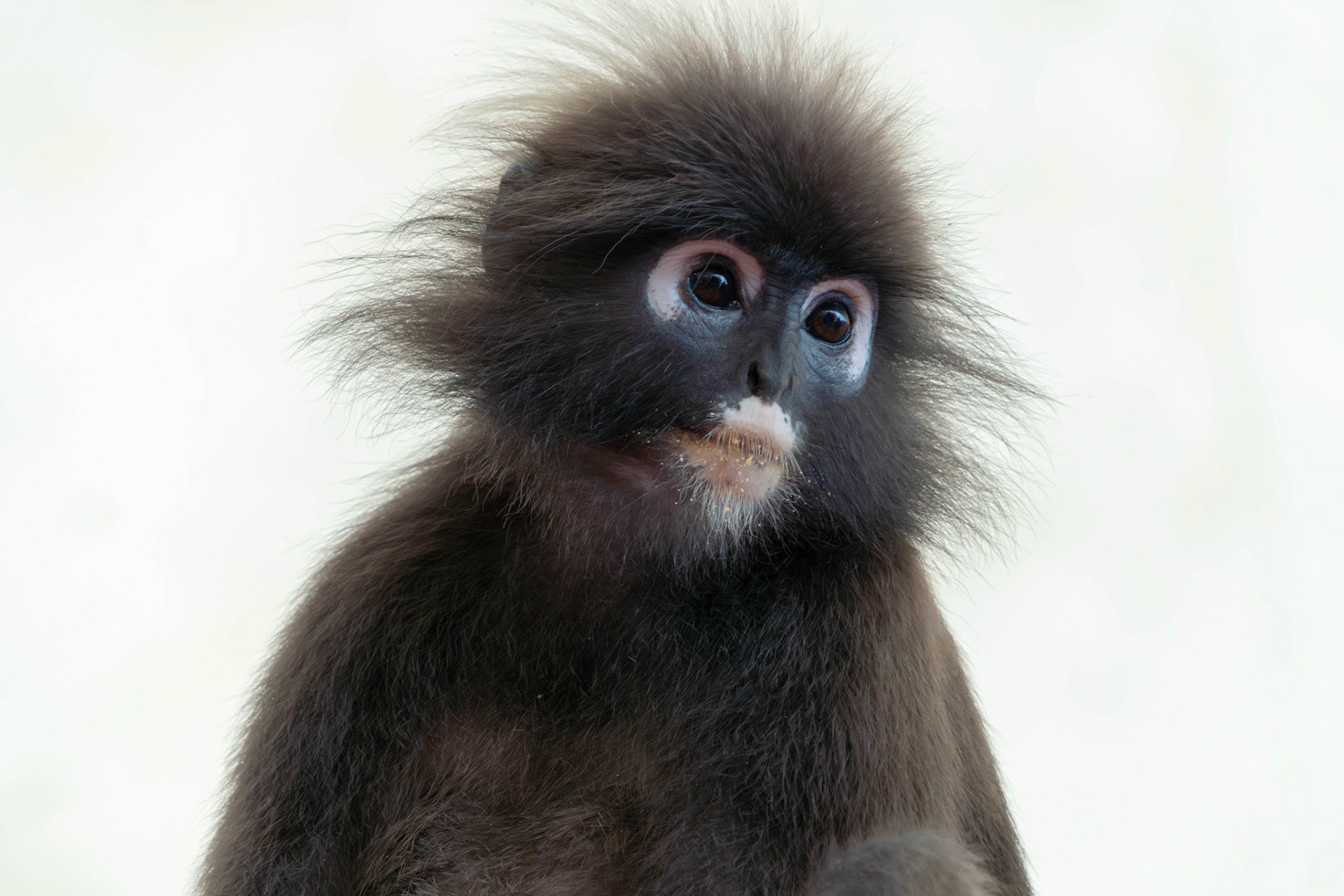 Dusky leaf monkey, Malaysia