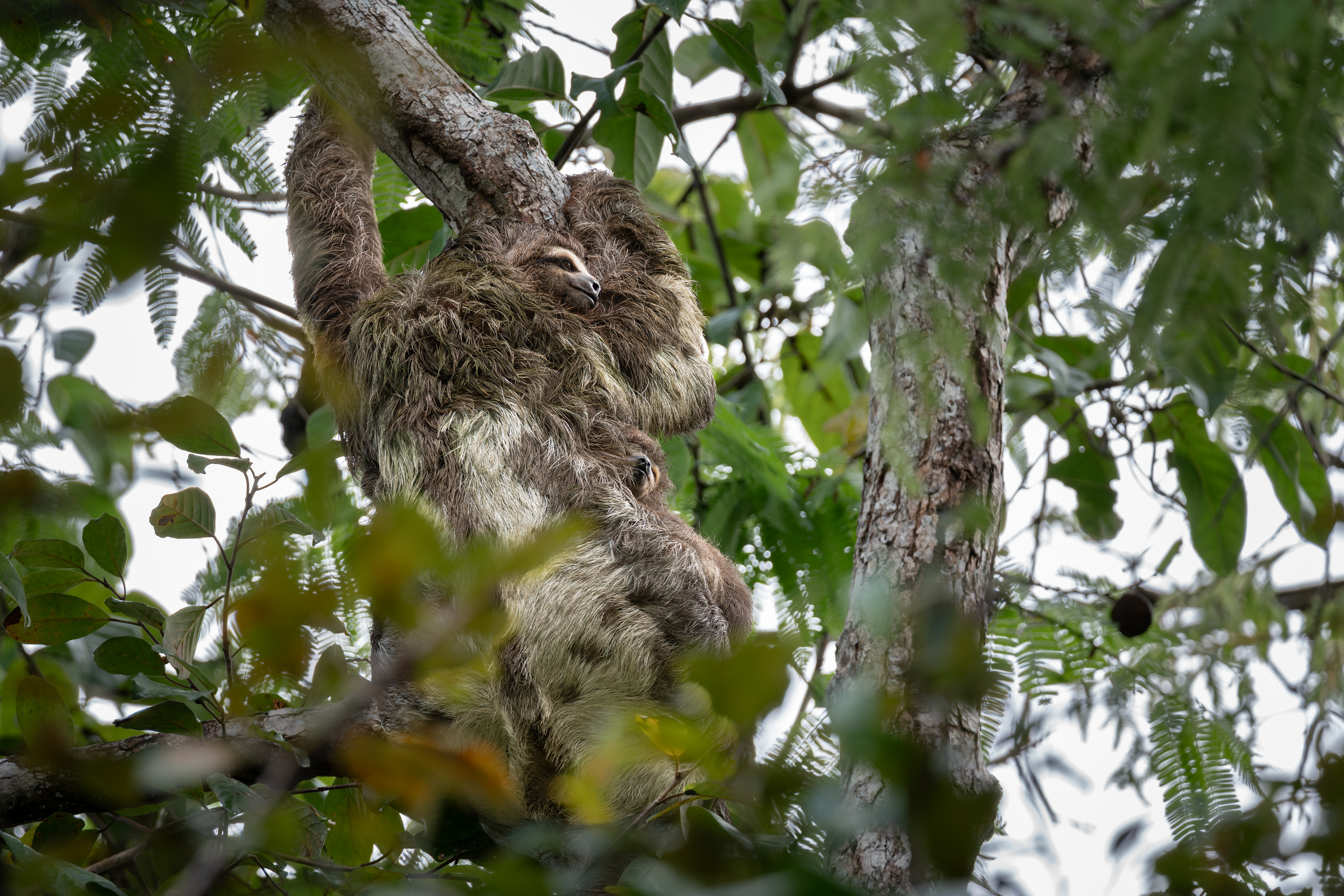 Brown-throated sloth, Peru