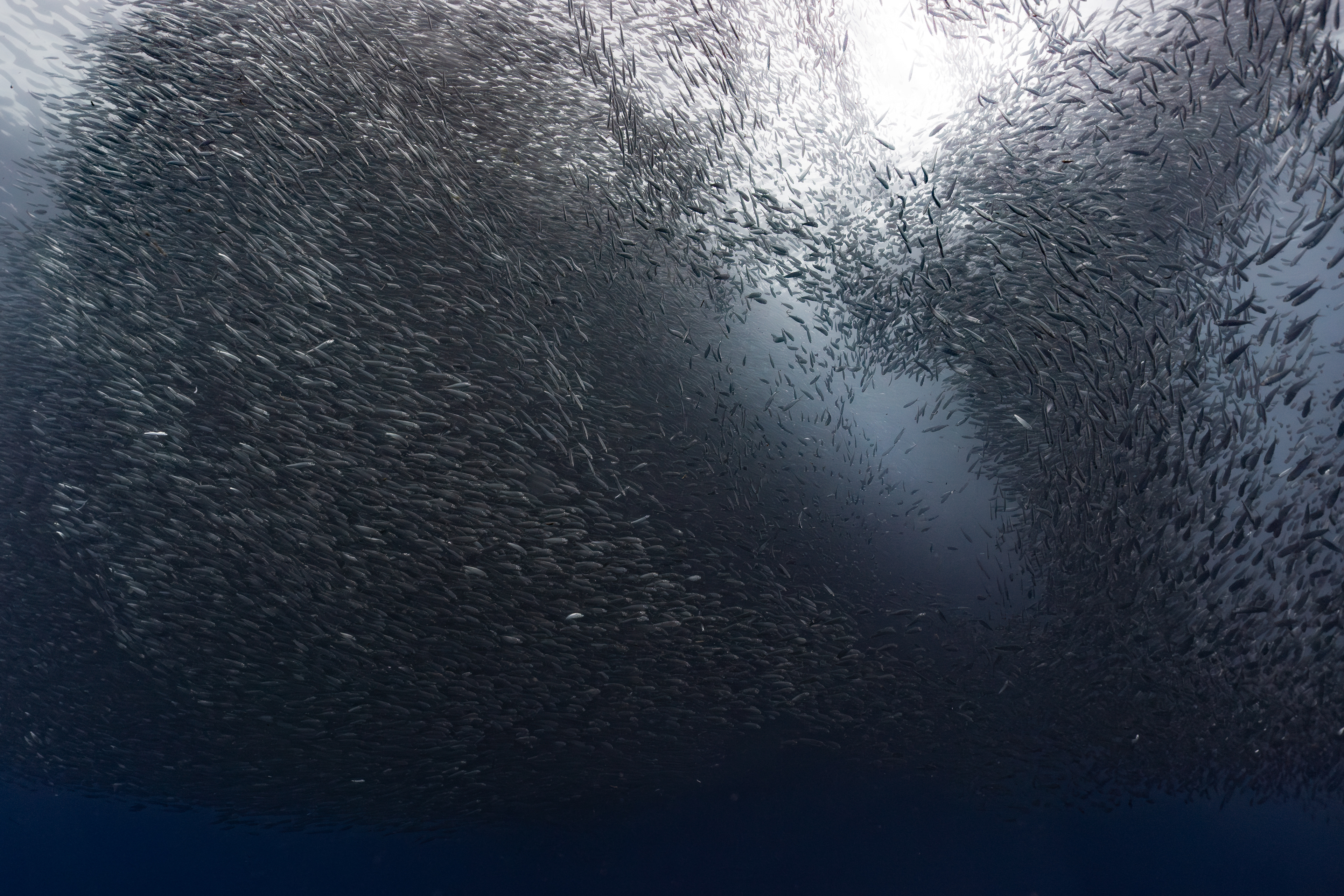 Sardines, Moalboal, Philippines