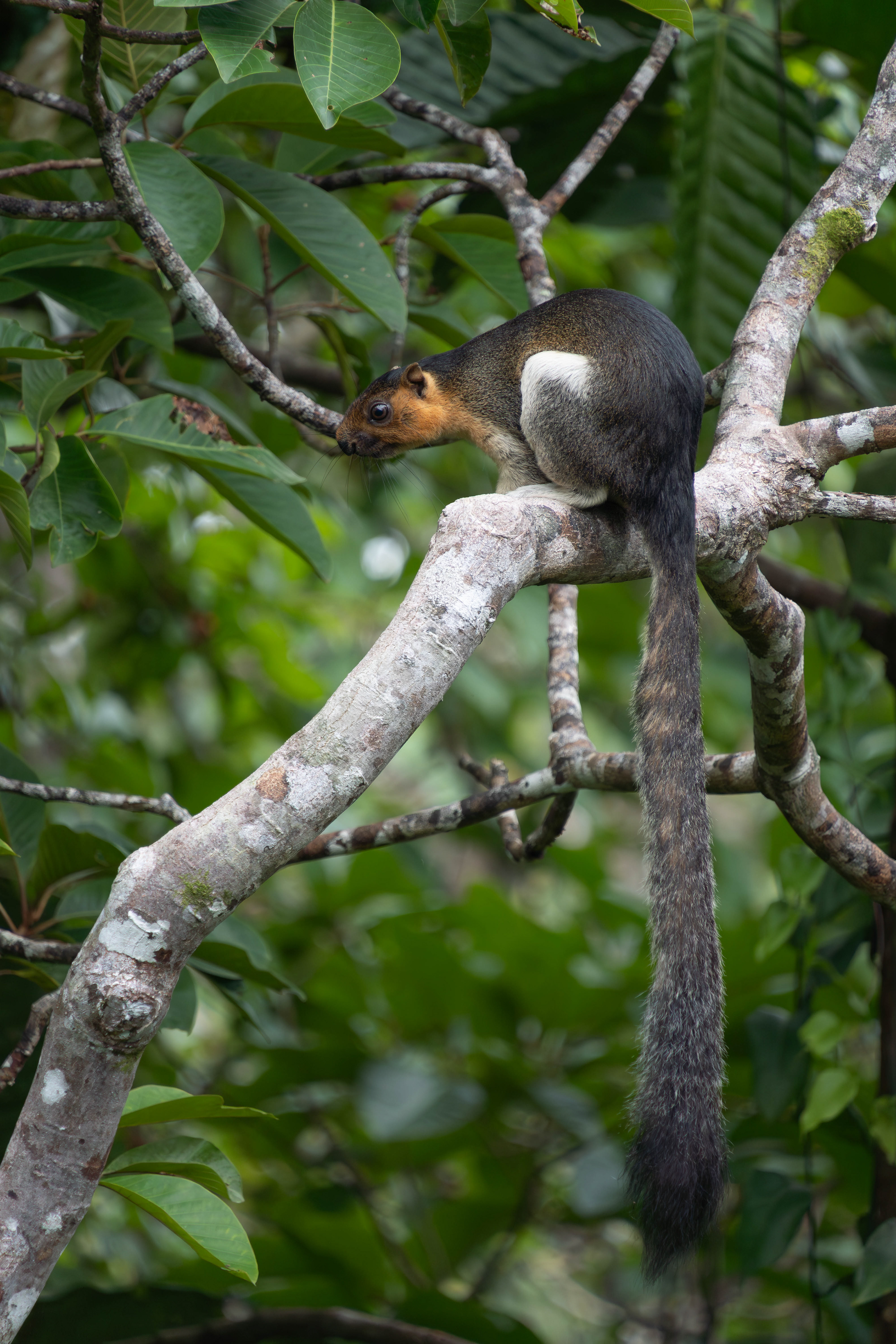 Squirrel, Sabah, Malaysia