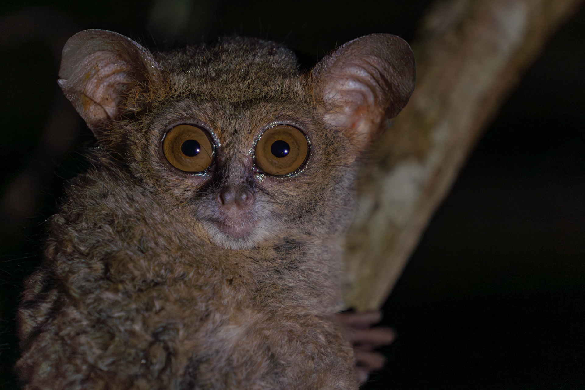 Spectral tarsier, Sulawesi, Indonesia