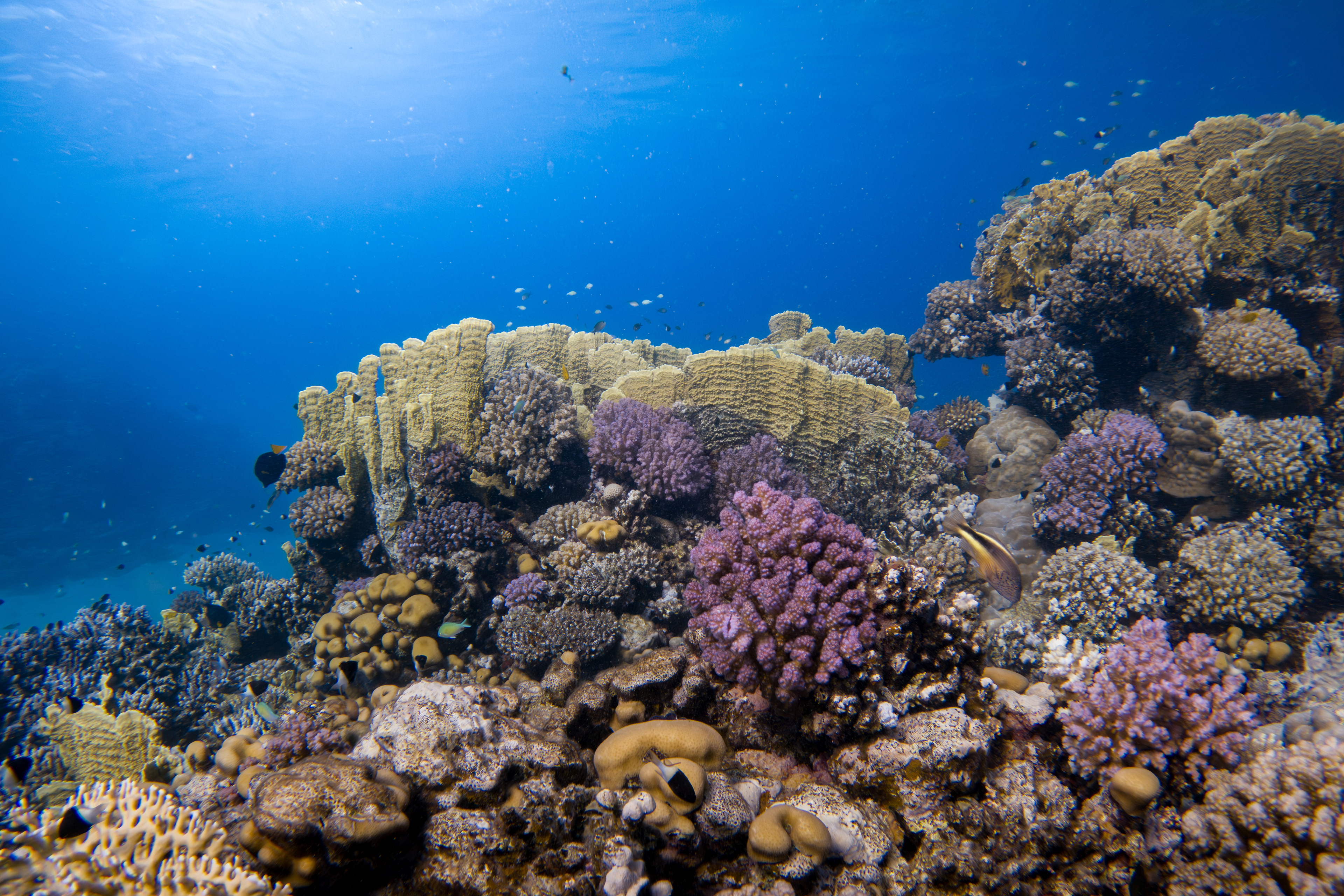 Coral reef, Egypt