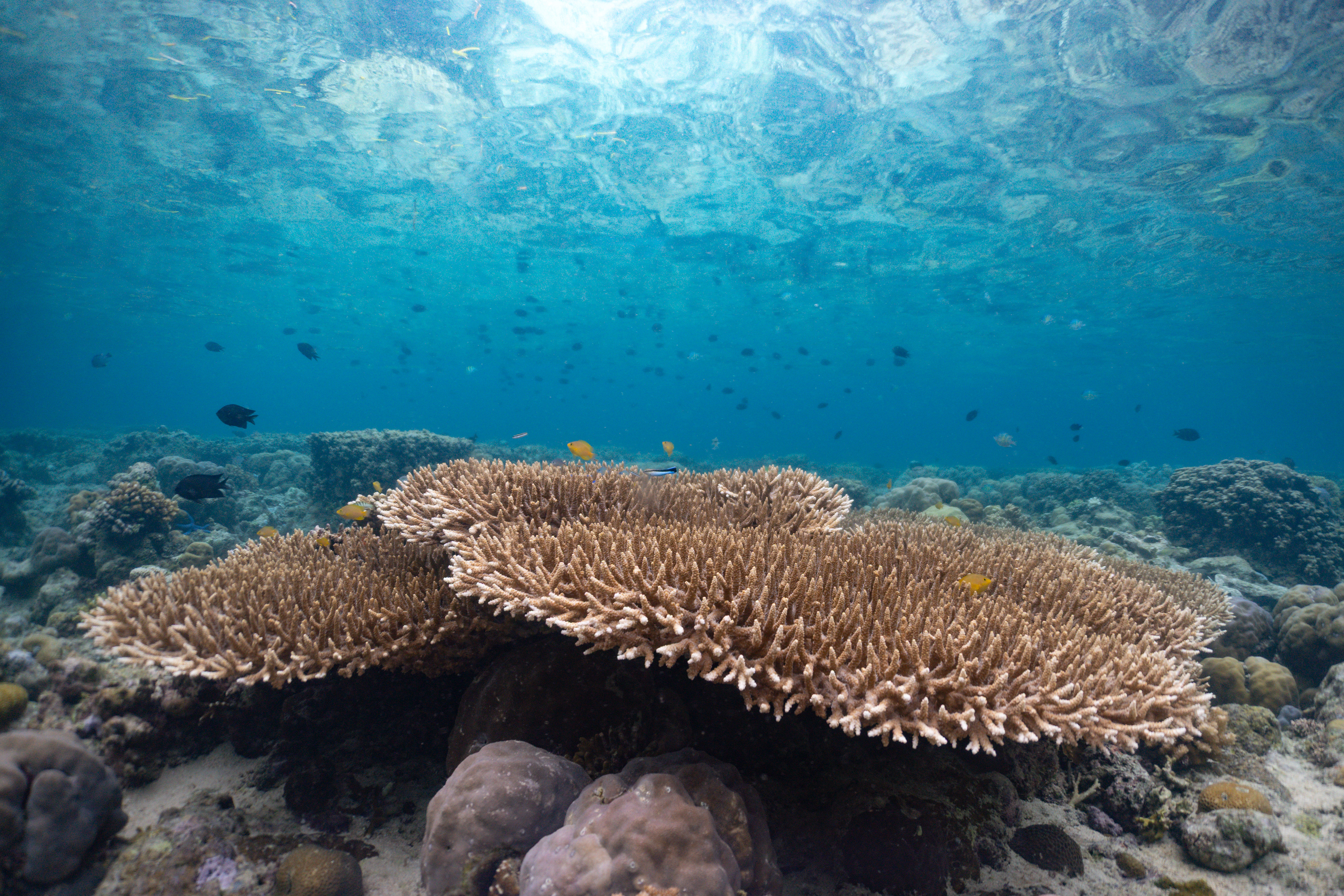 Coral reef, Indonesia