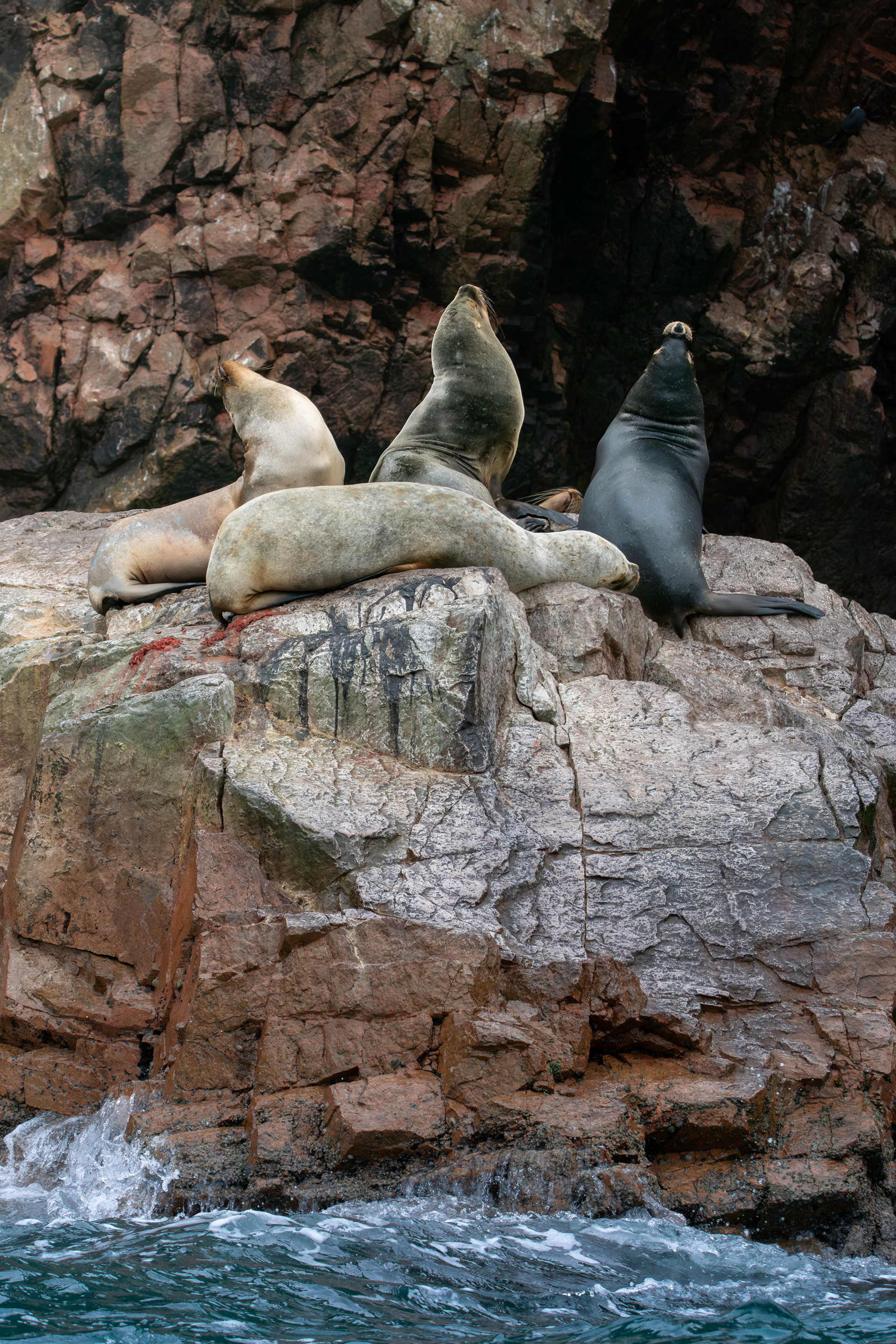 Sea lions, Peru