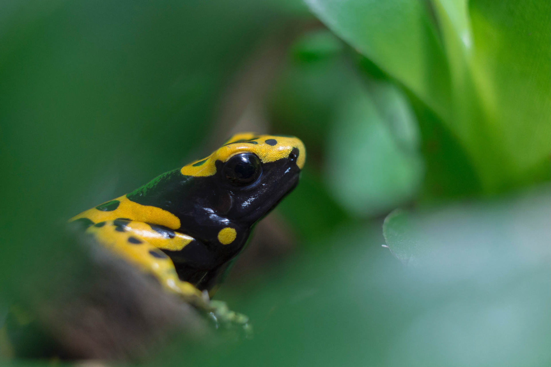 Bumble bee dart frog (Dendrobates leucomelas)