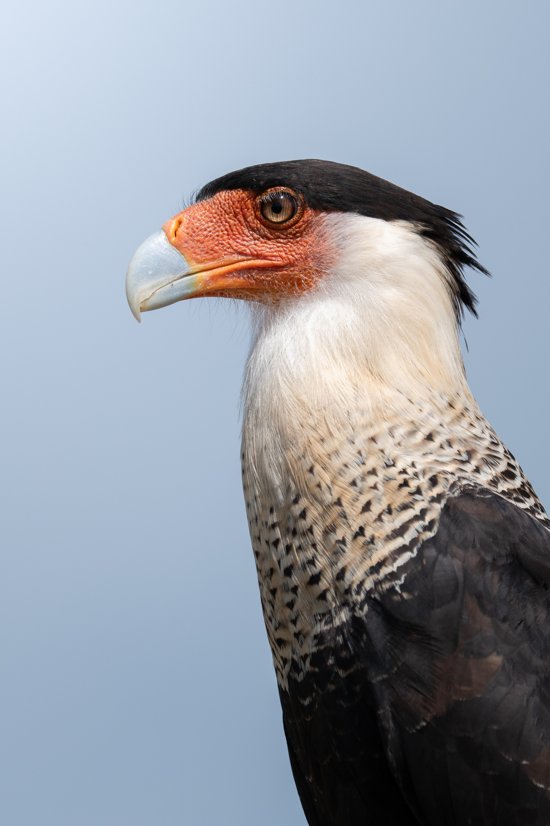 Crested Caracara, Colombia
