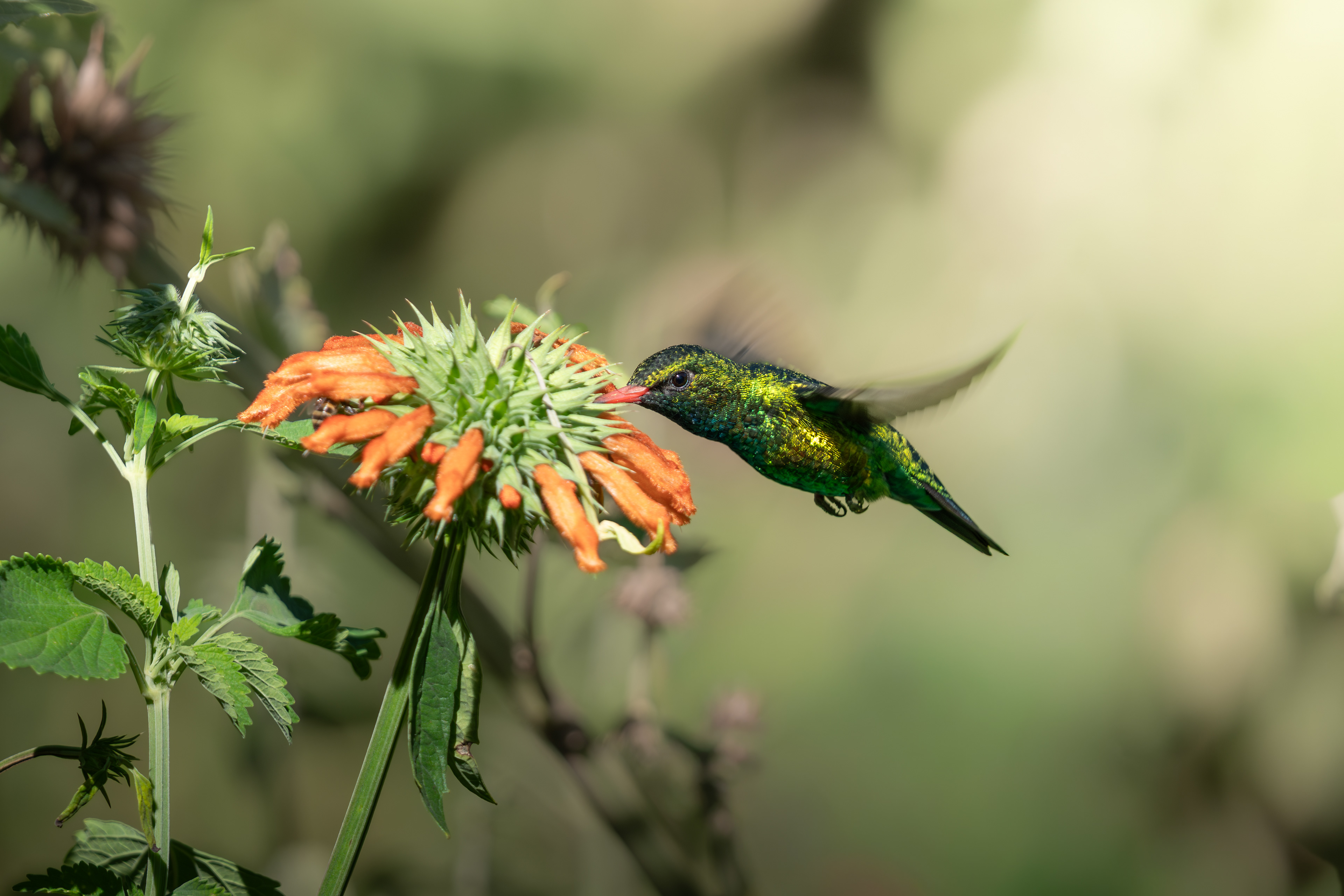 Glittering-bellied Emerald, Bolivia