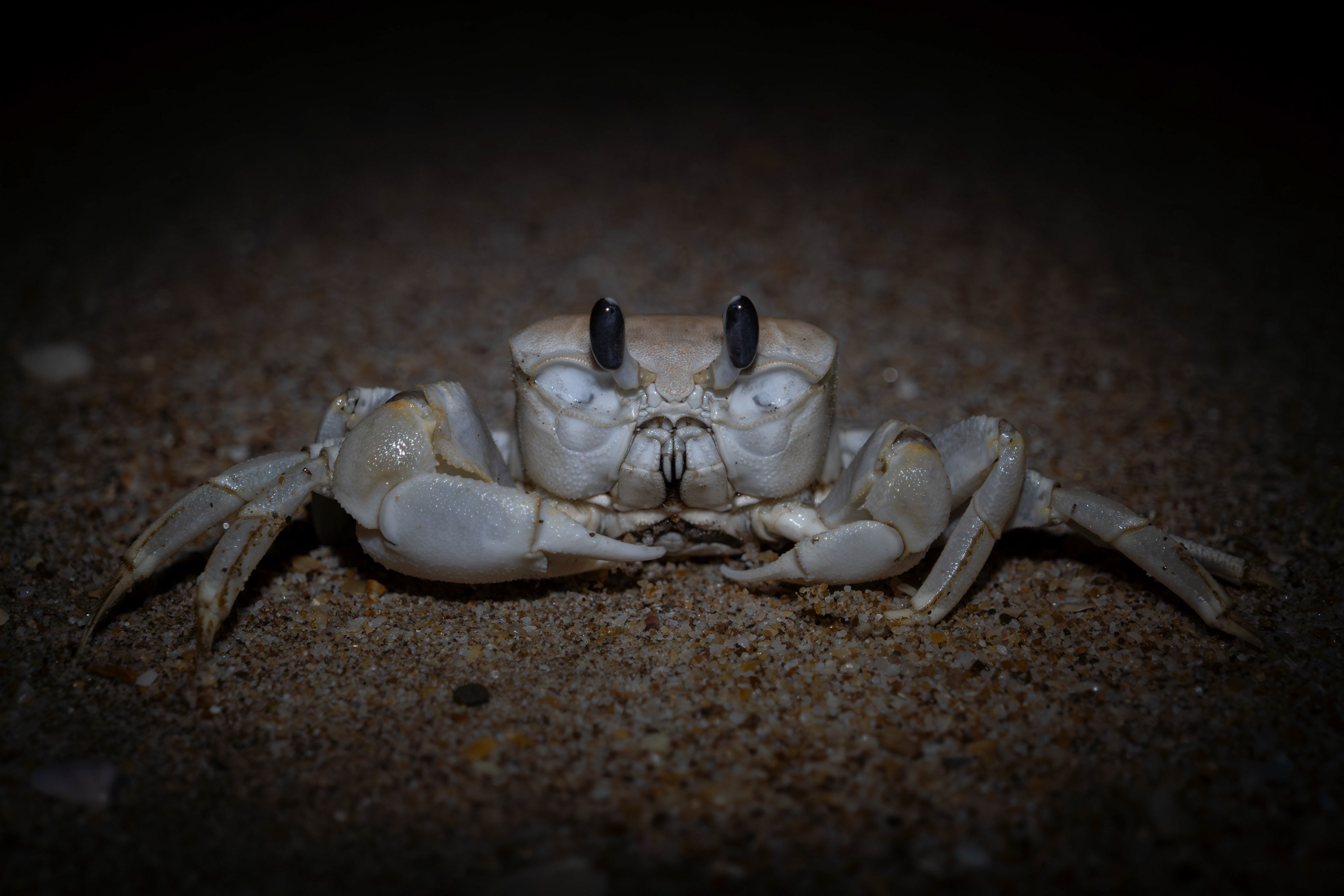Crab, Sarawak, Malaysia