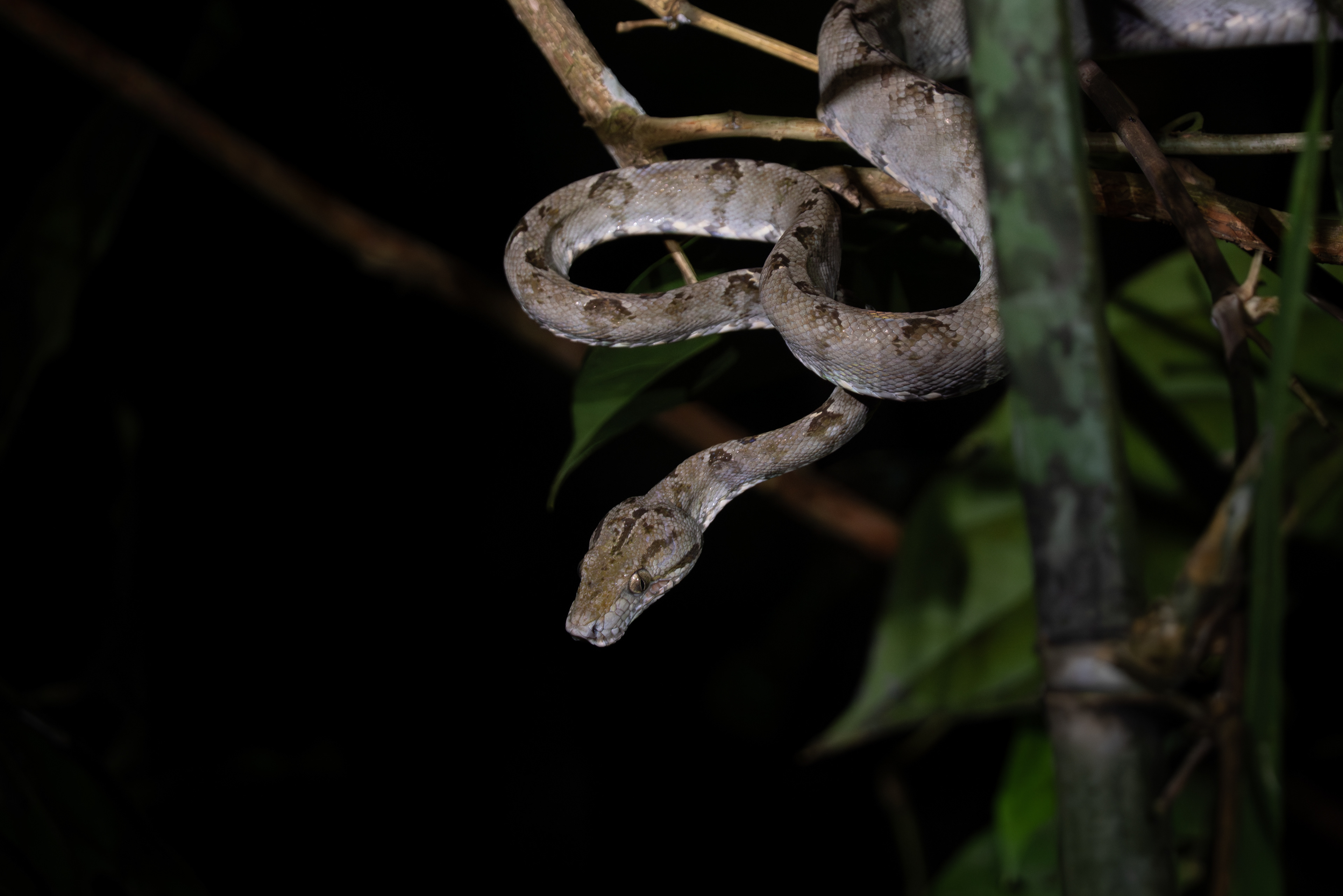 Amazon Tree Boa, Peru