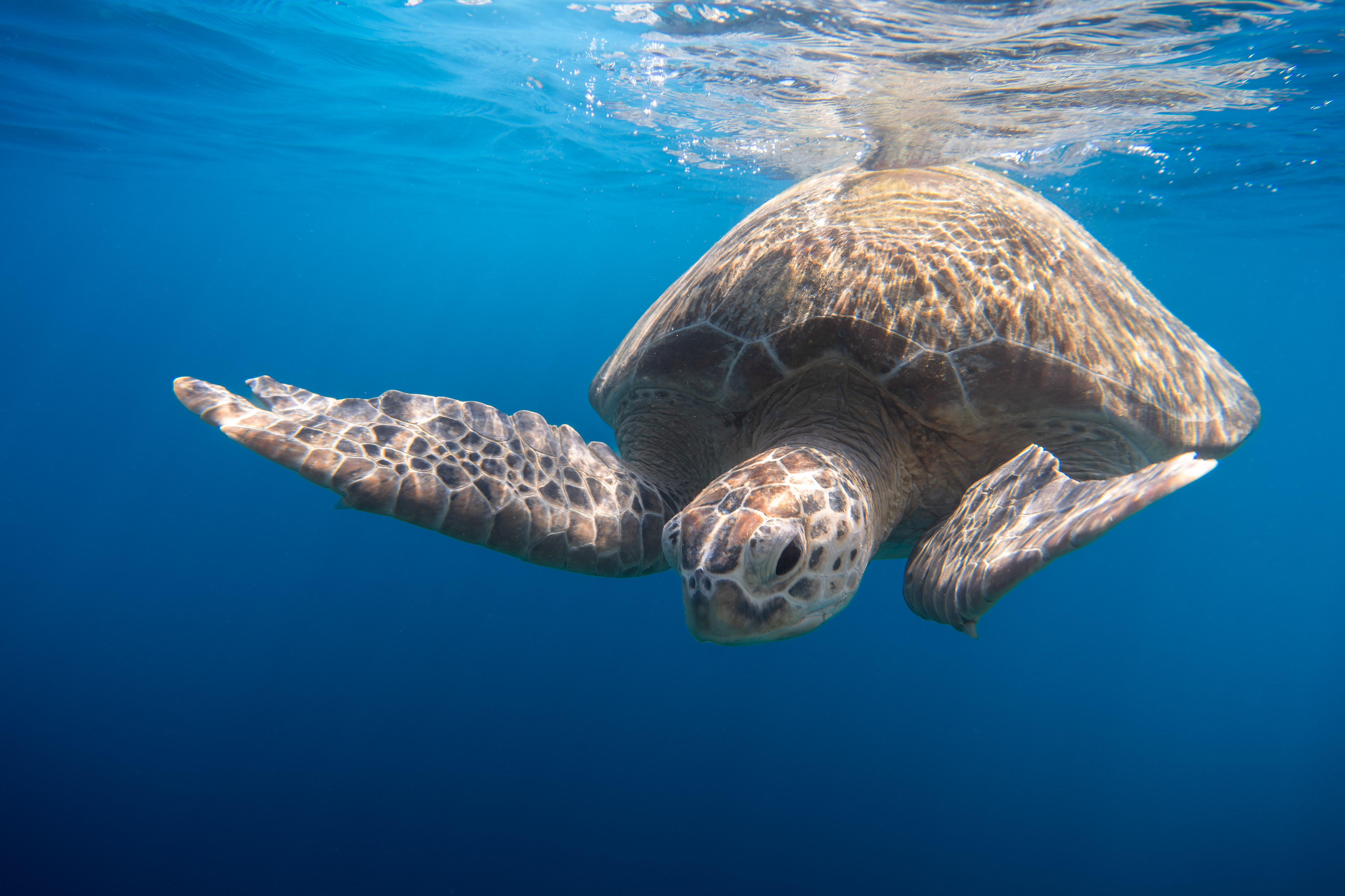 Sea Turtle, Komodo, Indonesia