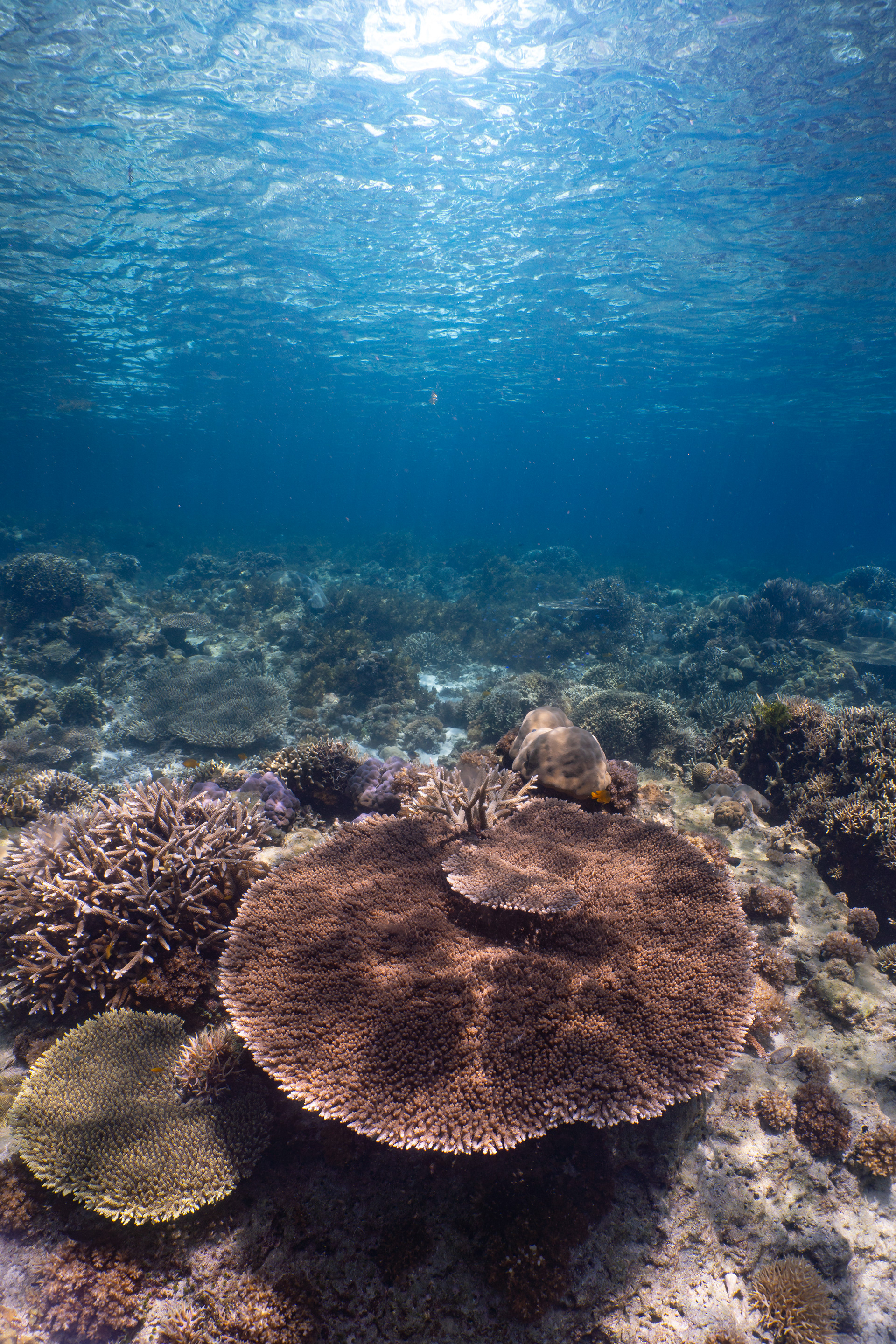 Coral reef, Palawan, Philippines