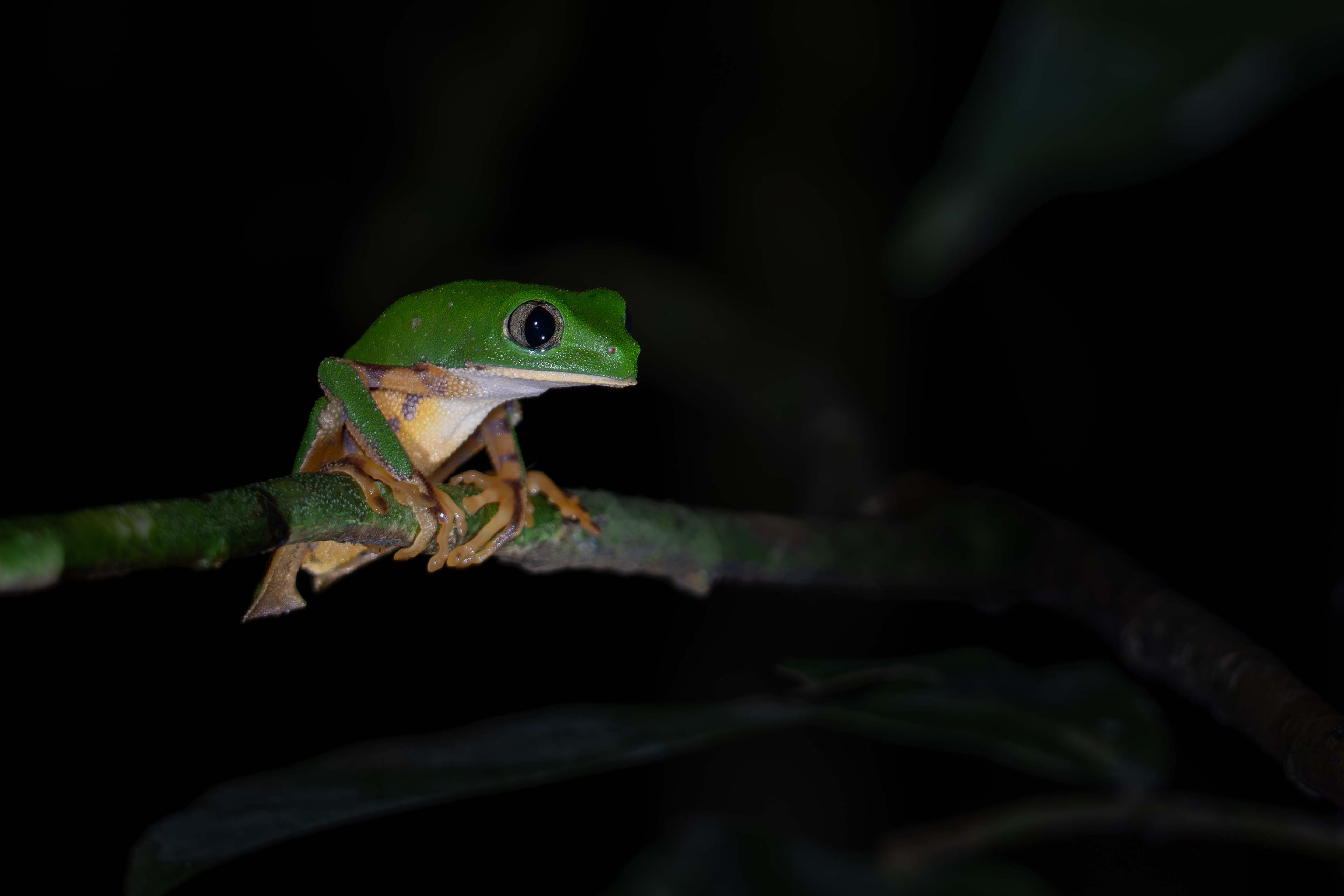 Barred Monkey Frog, Peru