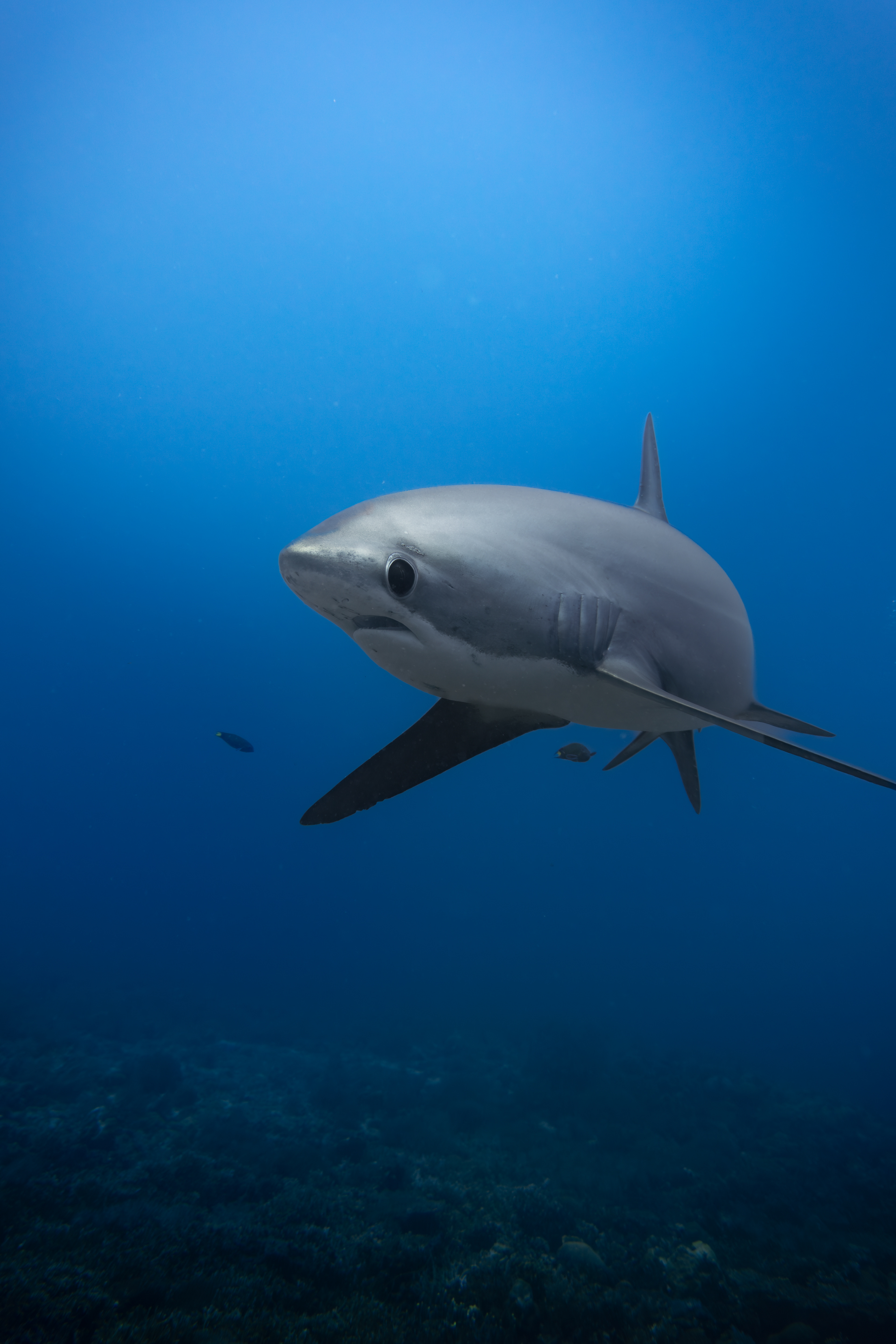 Thresher shark, Malapascua, Philippines
