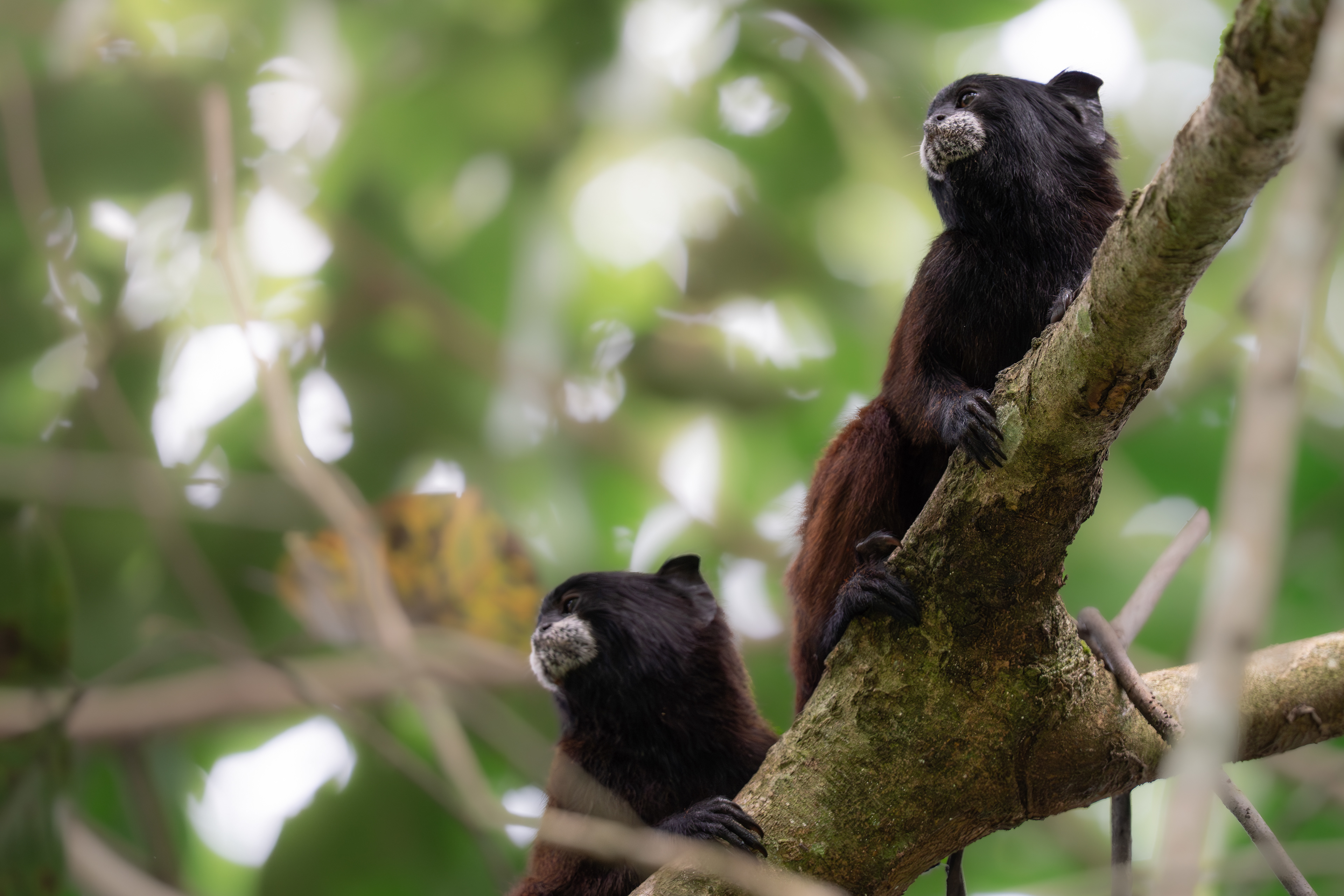 Saddle-back Tamarin, Peru