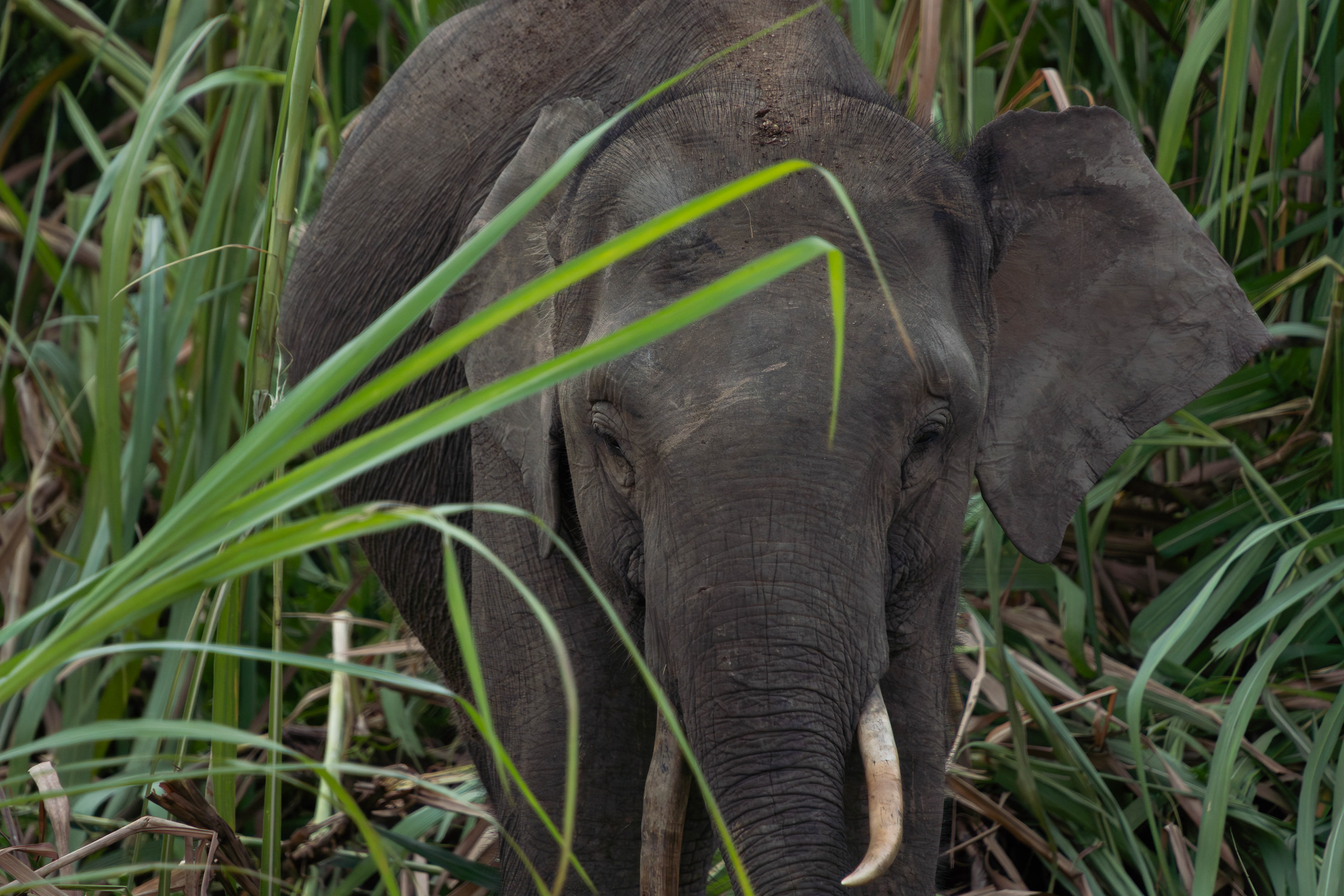 Bornean elephant, Sabah, Malaysia