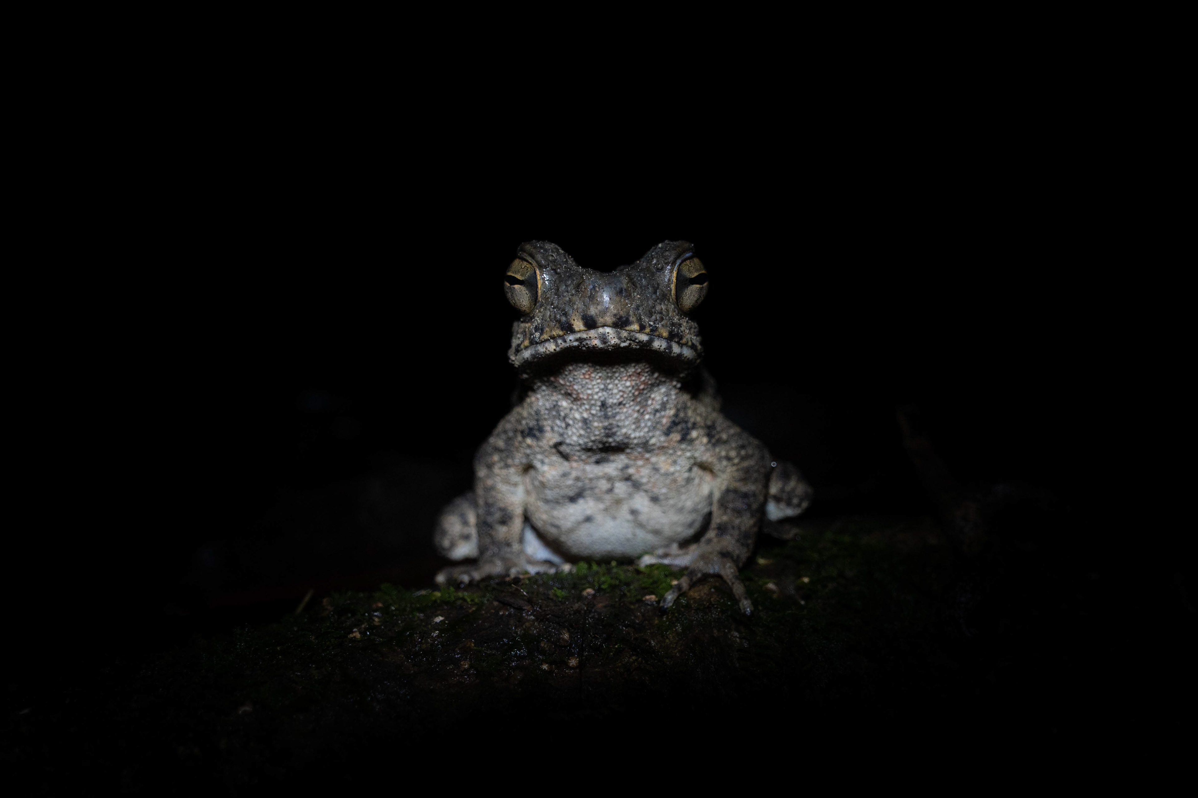 Toad, Sarawak, Malaysia