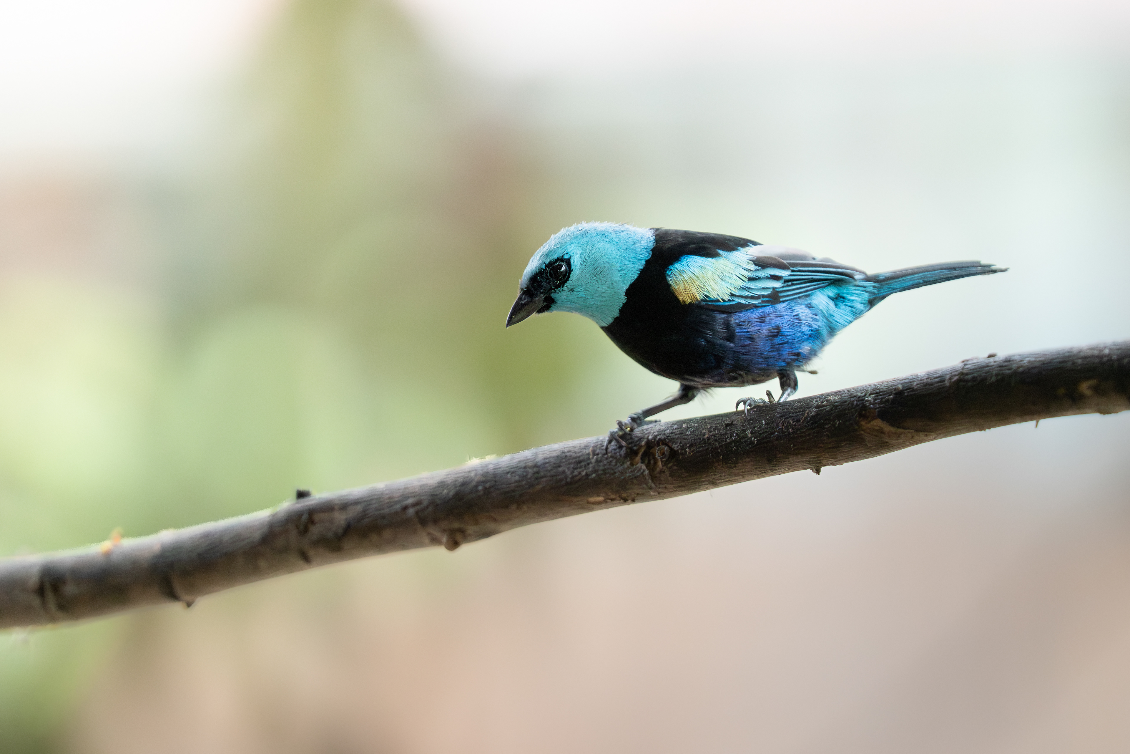 Blue-necked Tanager, Peru
