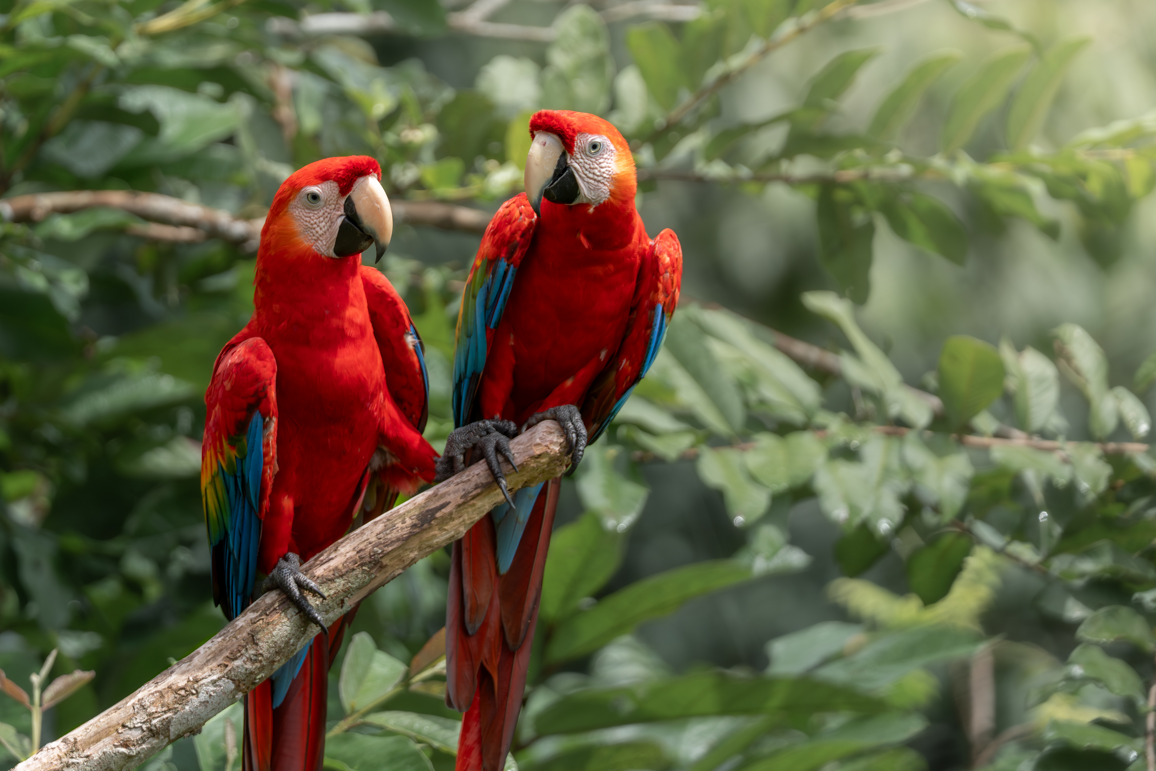 Scarlet Macaw, Peru