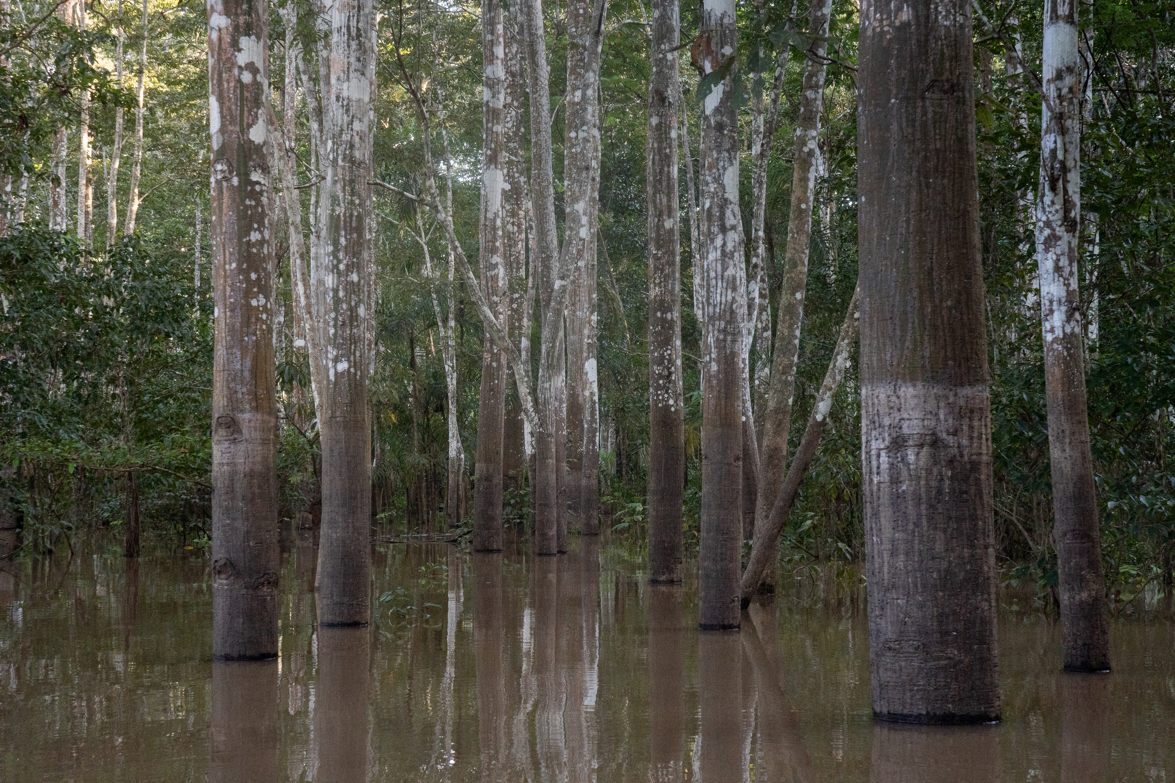 Amazonas, Colombia