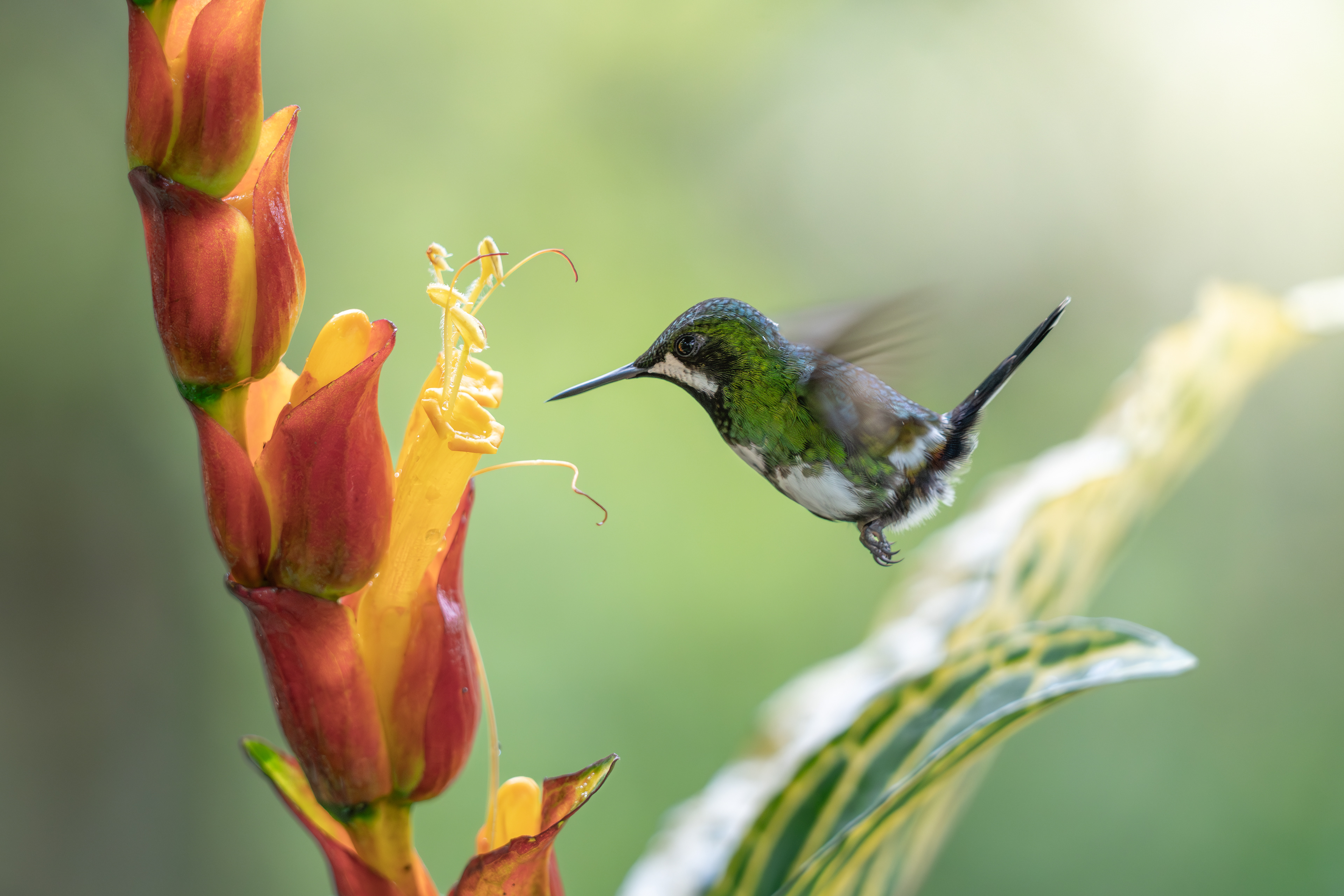 Green Thorntail, Ecuador