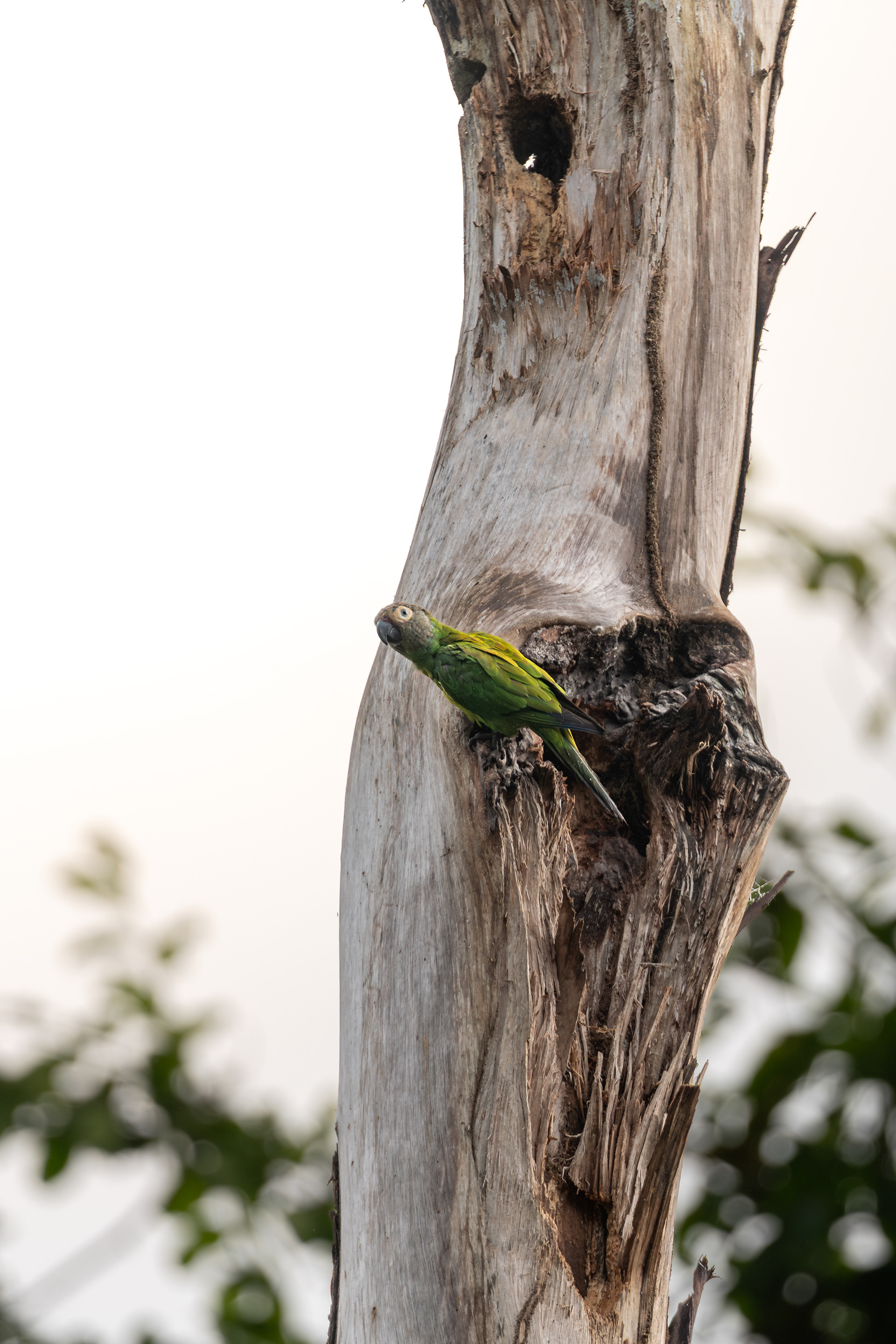 Dusky-heded Parakeet, Peru