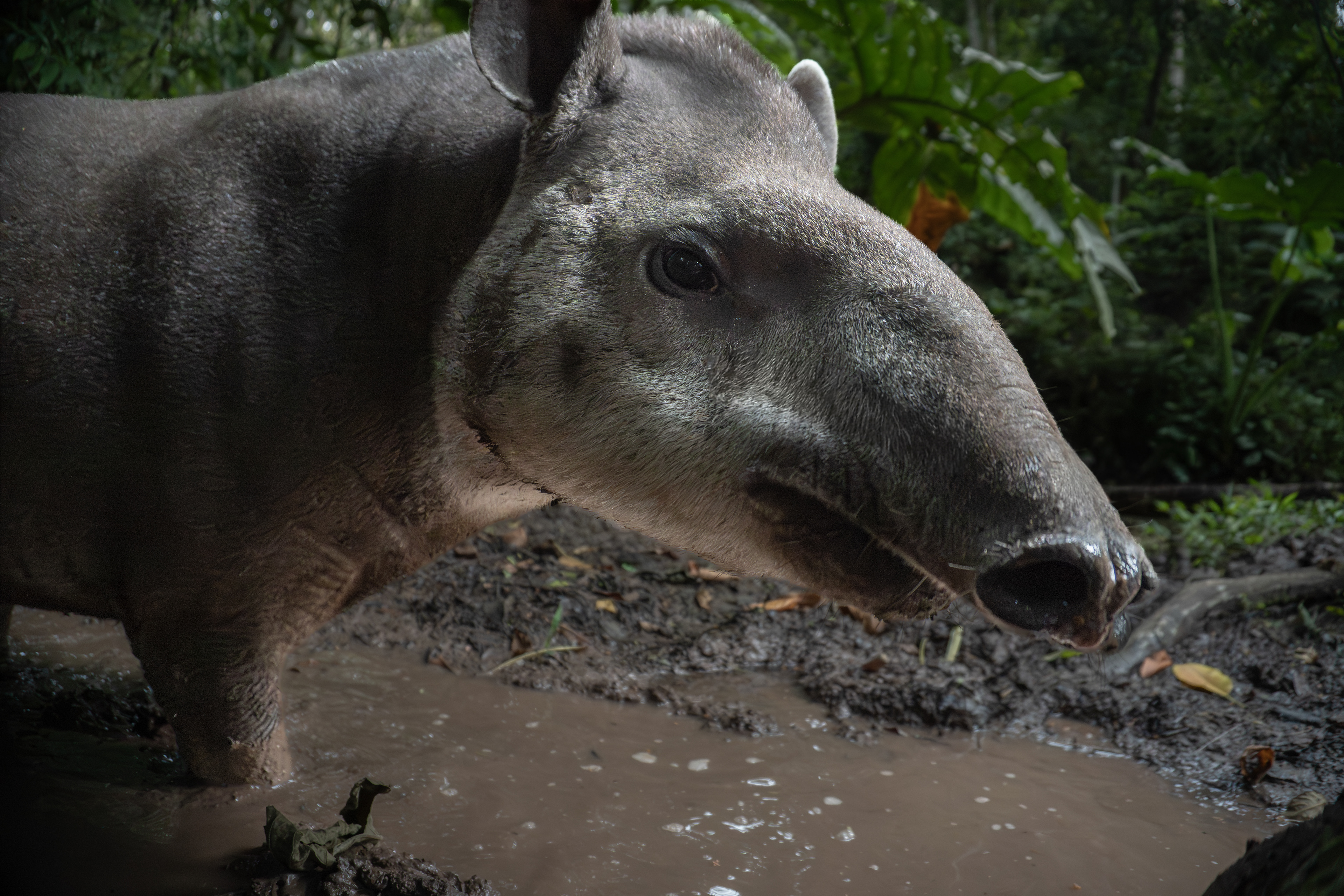 South-American Tapir, Peru