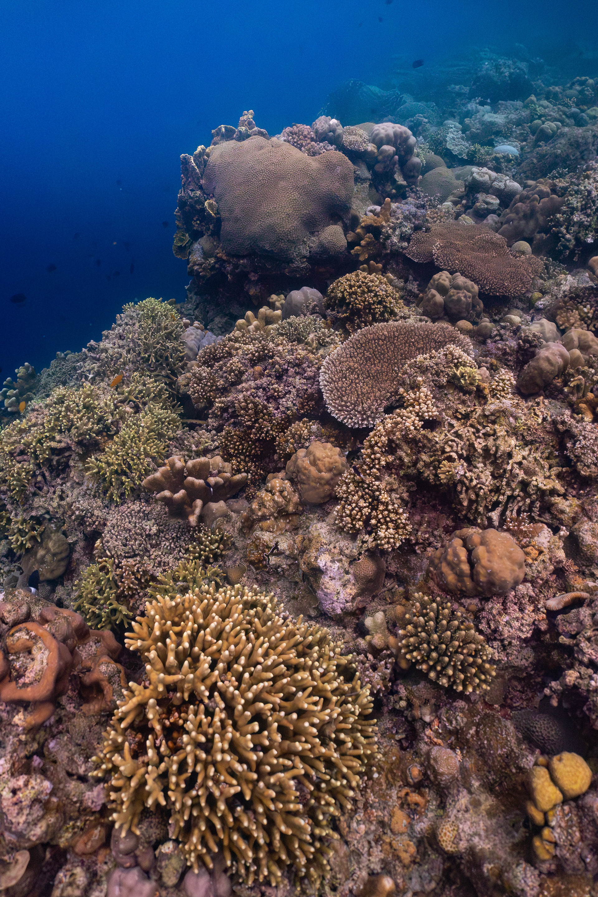 Coral reef, Indonesia