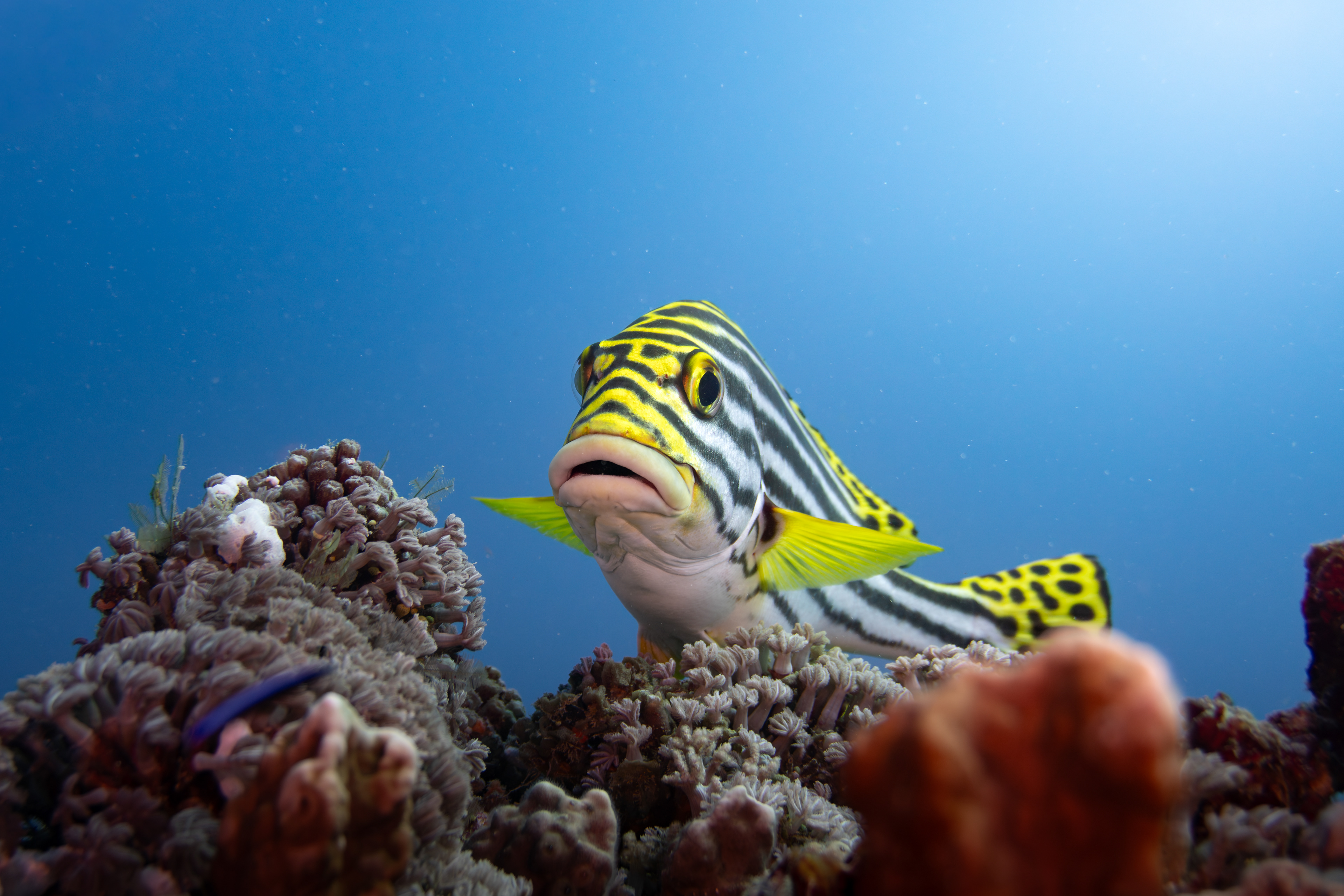 Oriental sweetlips, Indonesia