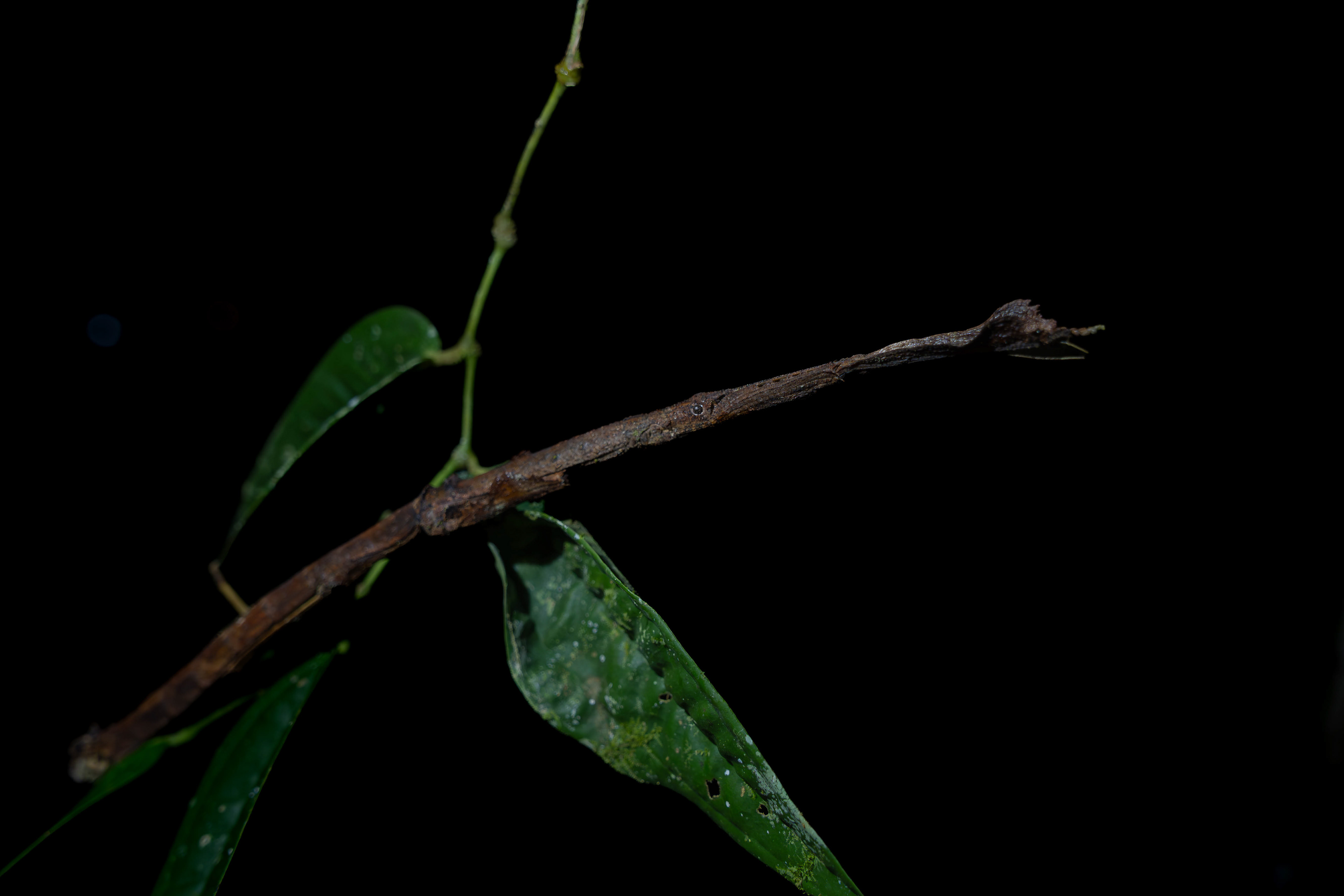 Stick insect, Sarawak, Malaysia