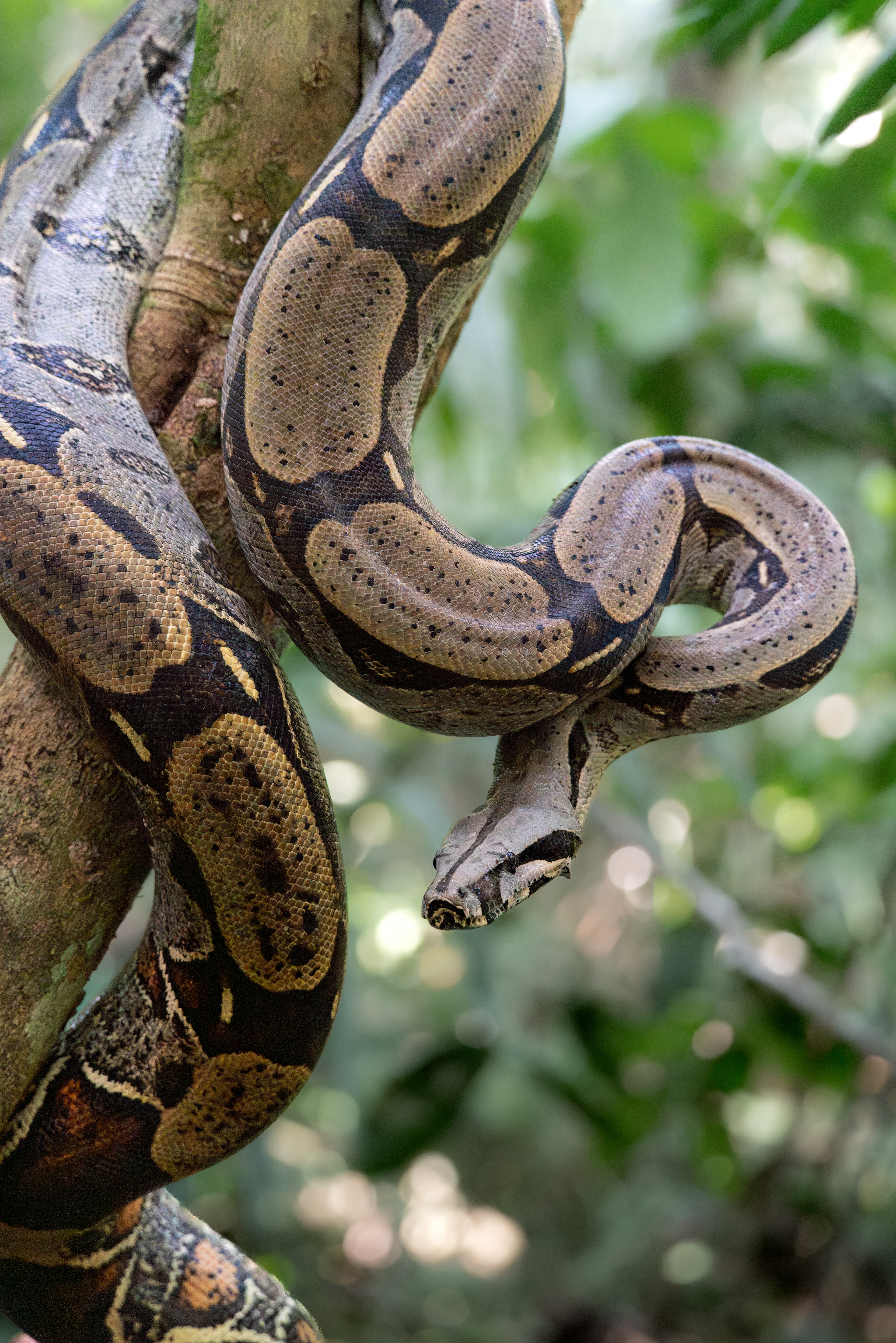Boa Constrictor, Peru