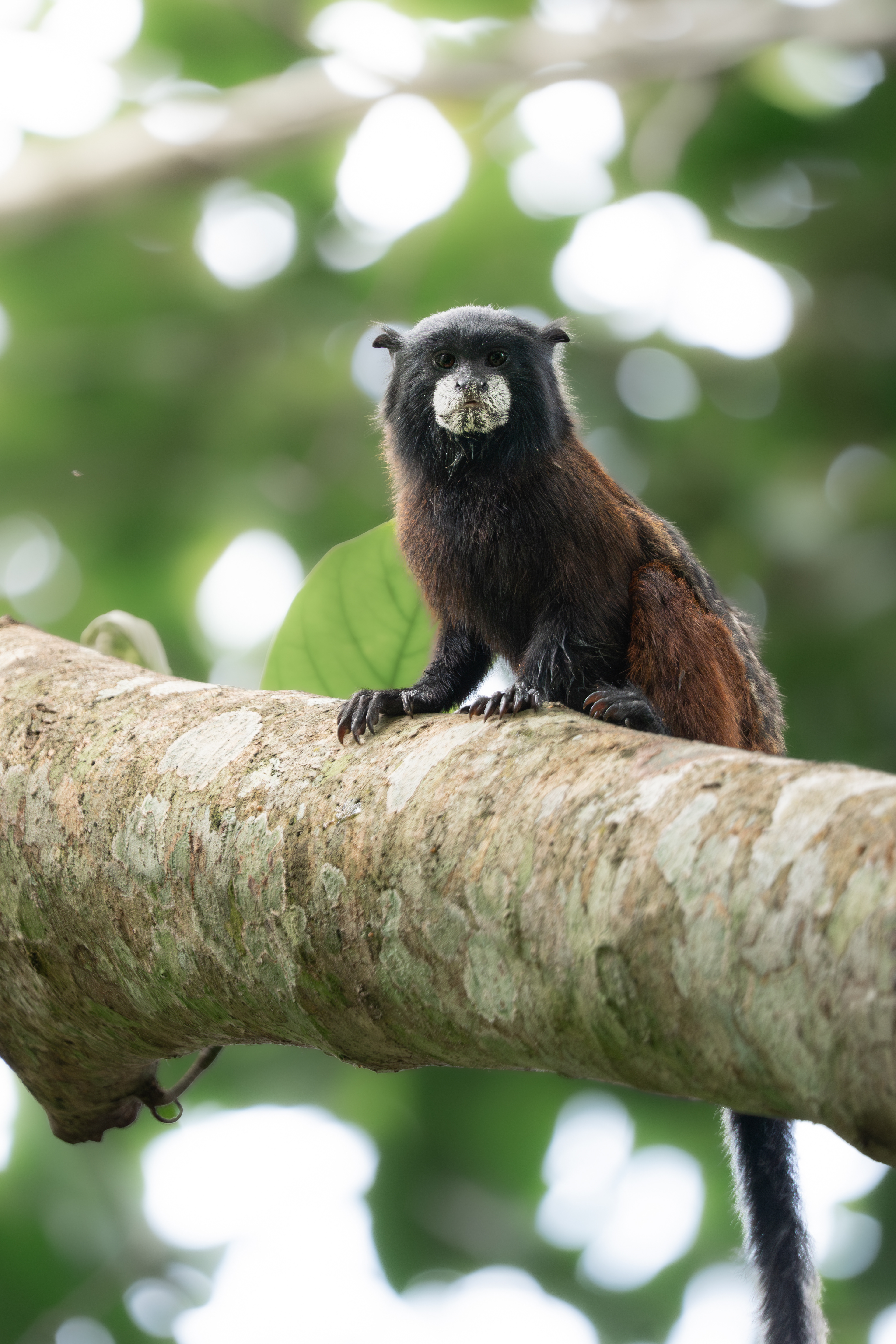 Saddle-back Tamarin, Peru