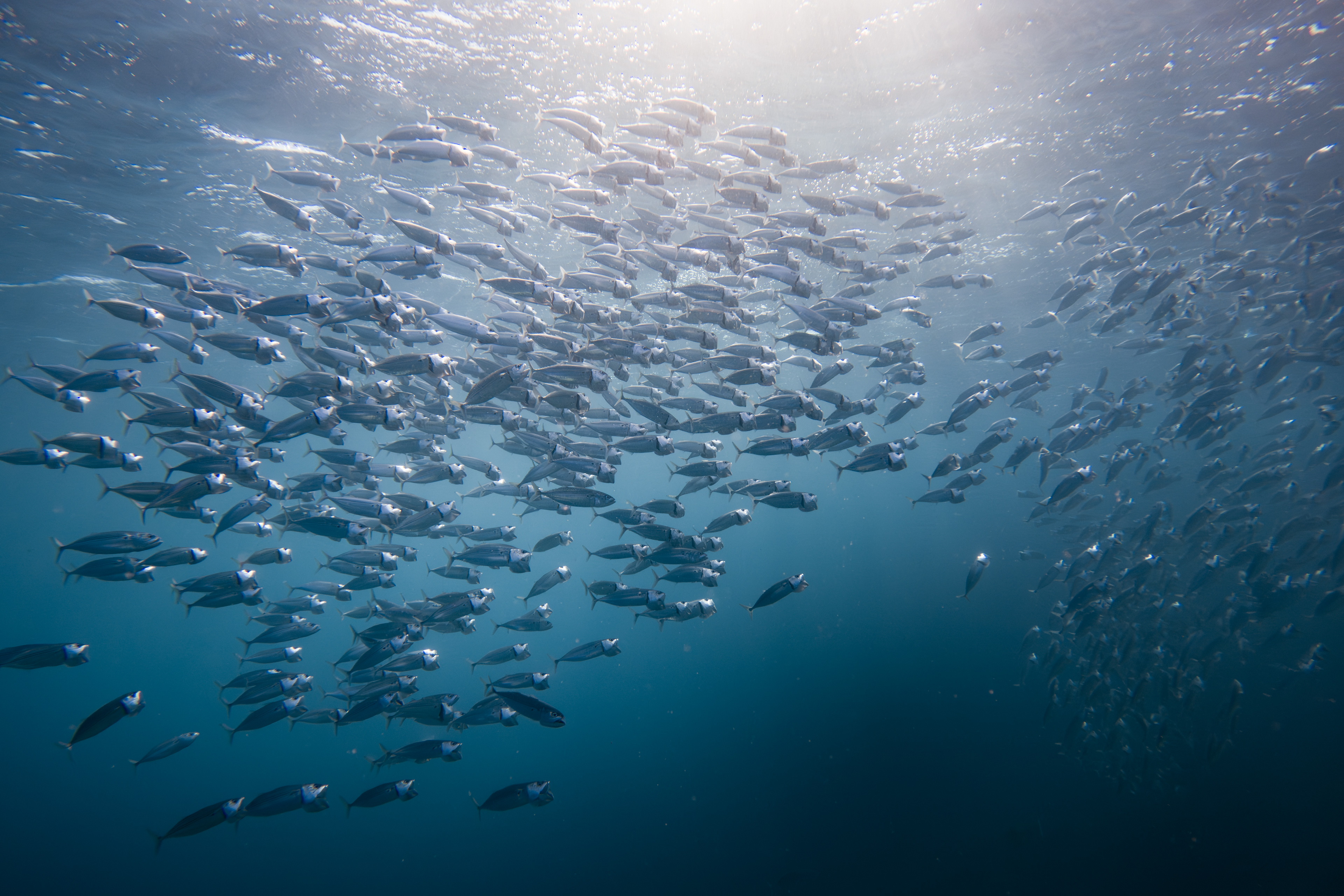 Mackerel, Egypt