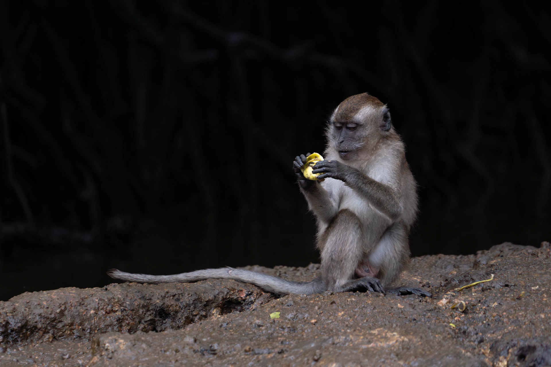Long-tailed macaque, Malaysia