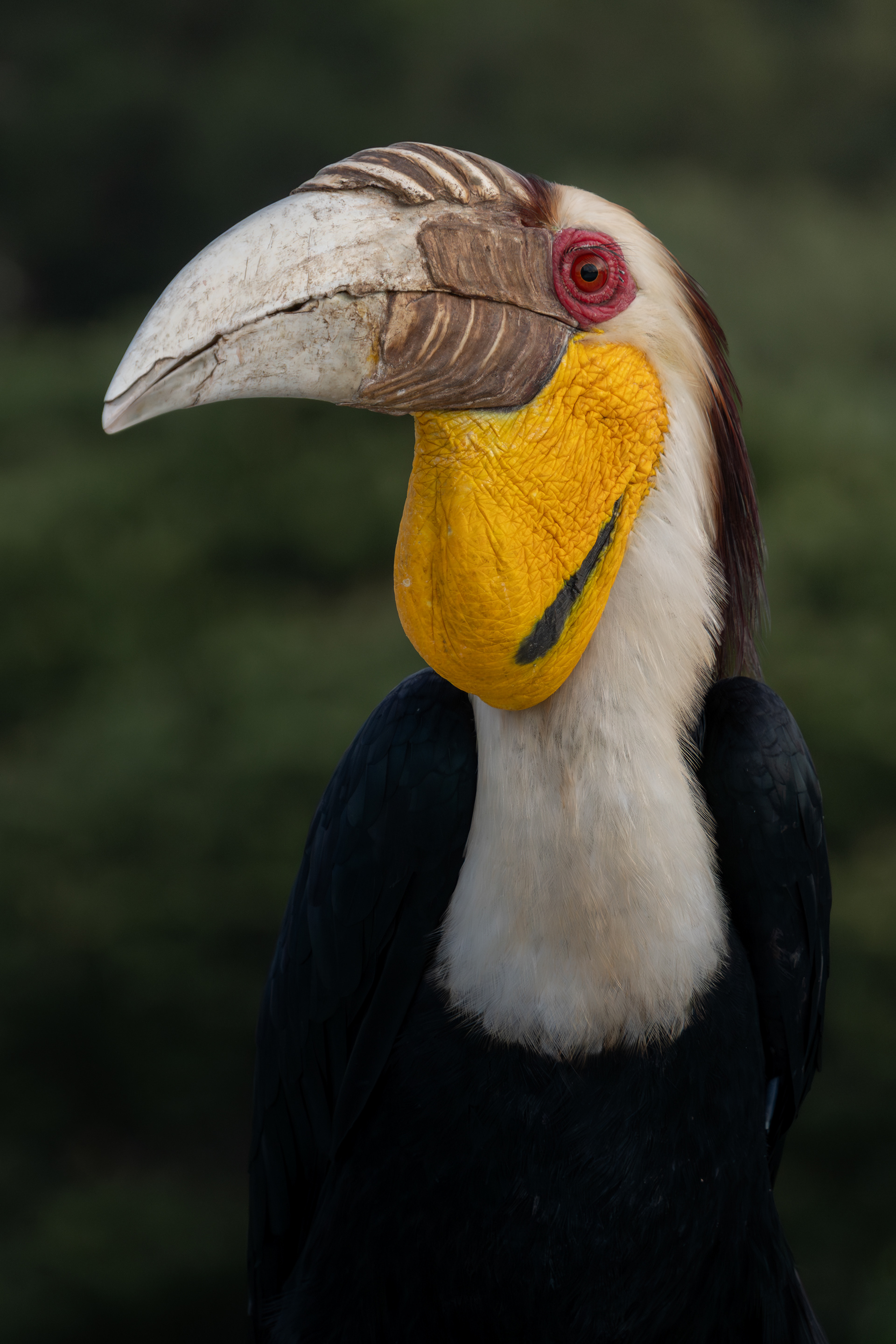 Wreathed Hornbill, Cambodia
