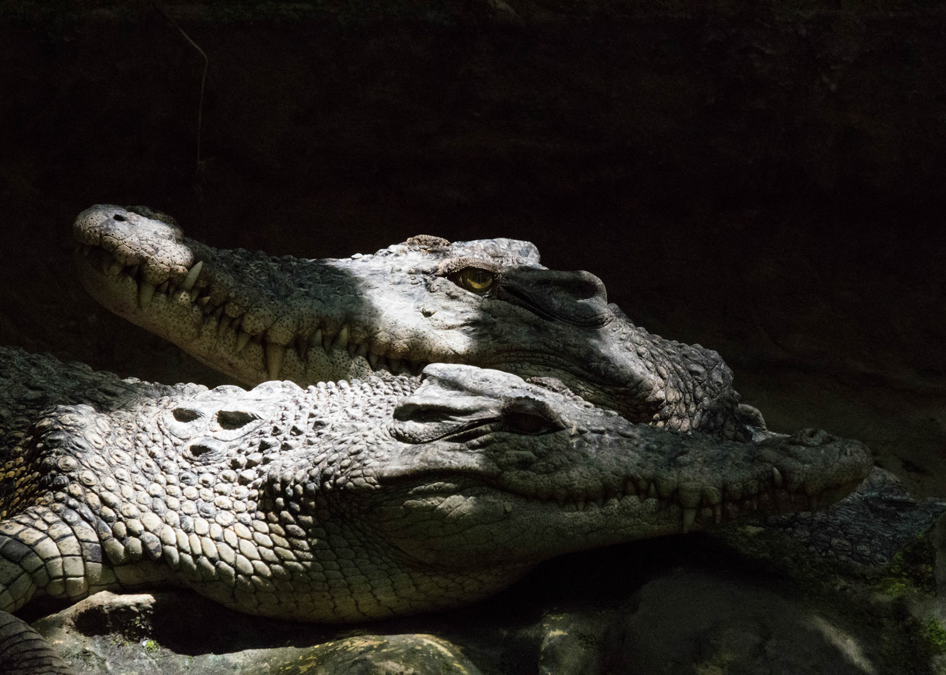 Bornean crocodile, Malaysia