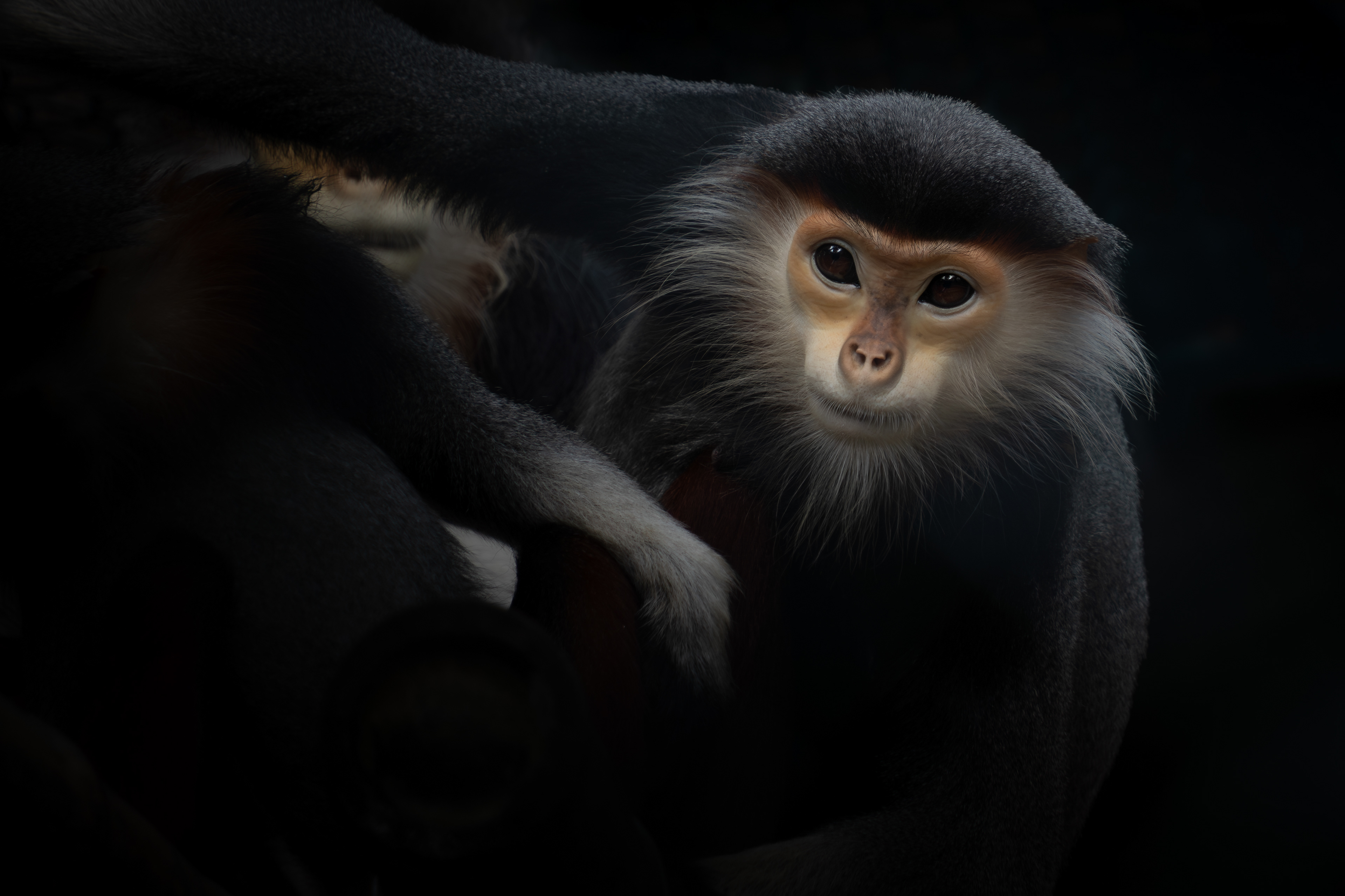 Red-shanked douc langur, Vietnam