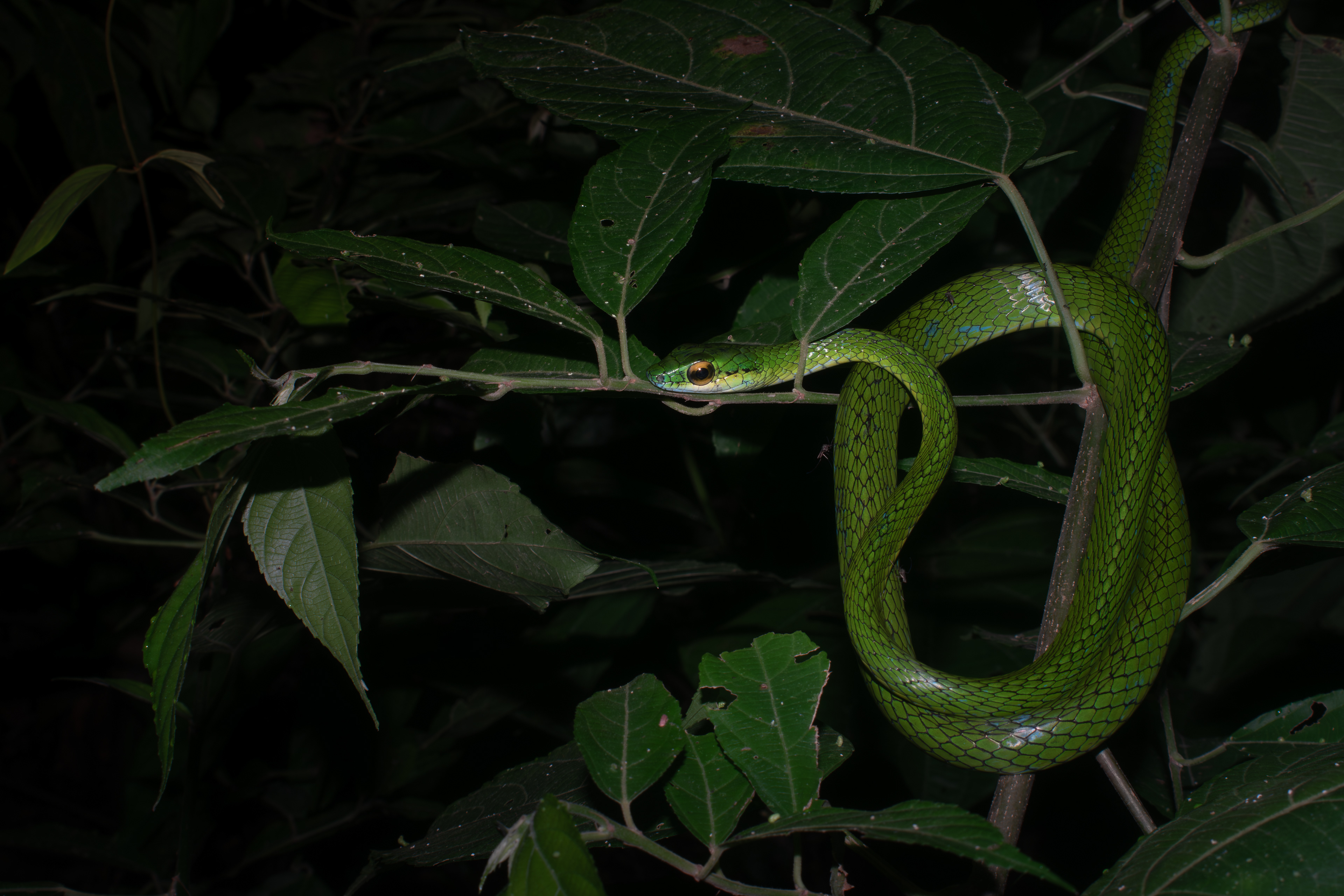 Parrot snake, Costa Rica
