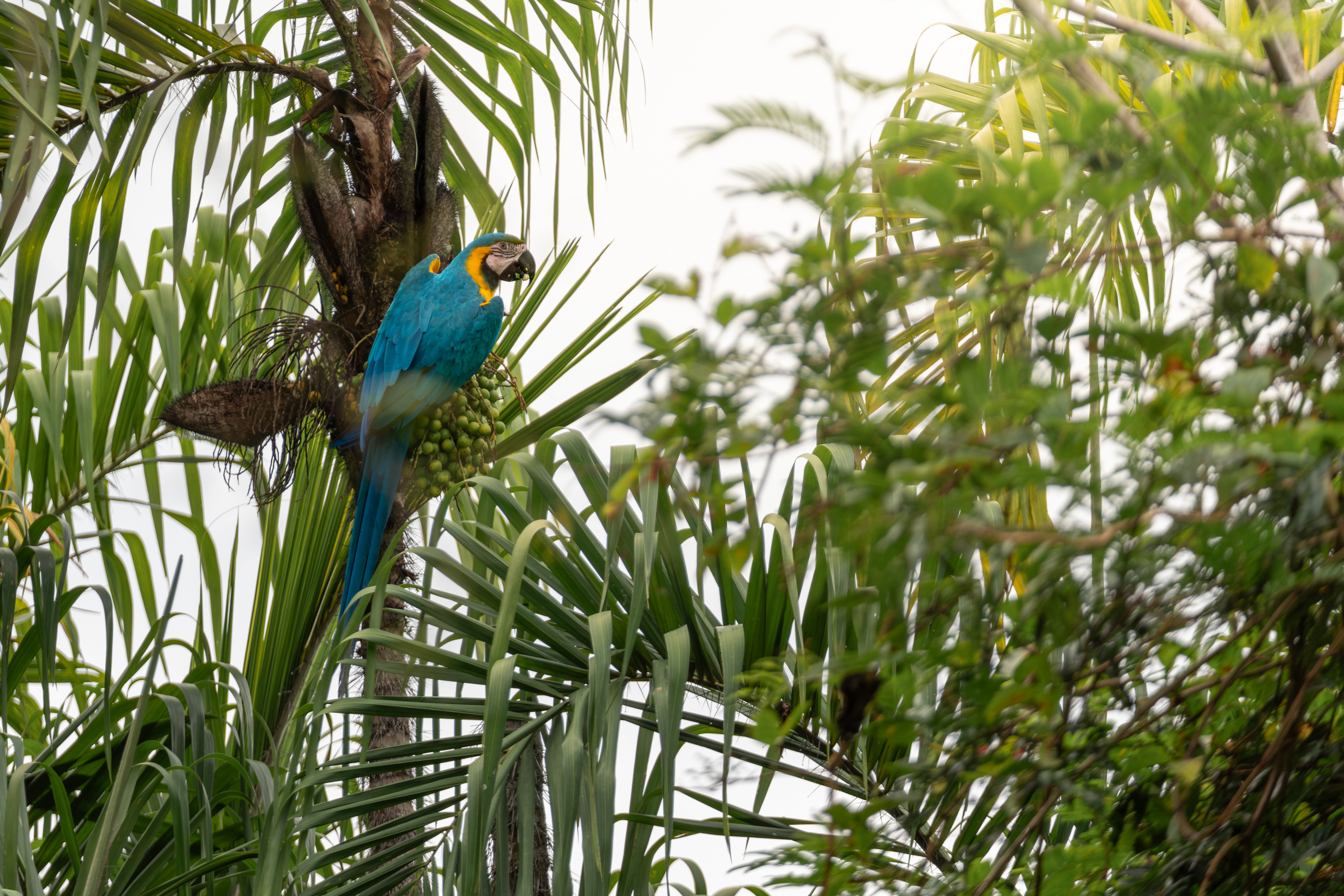 Blue-and-yellow Macaw