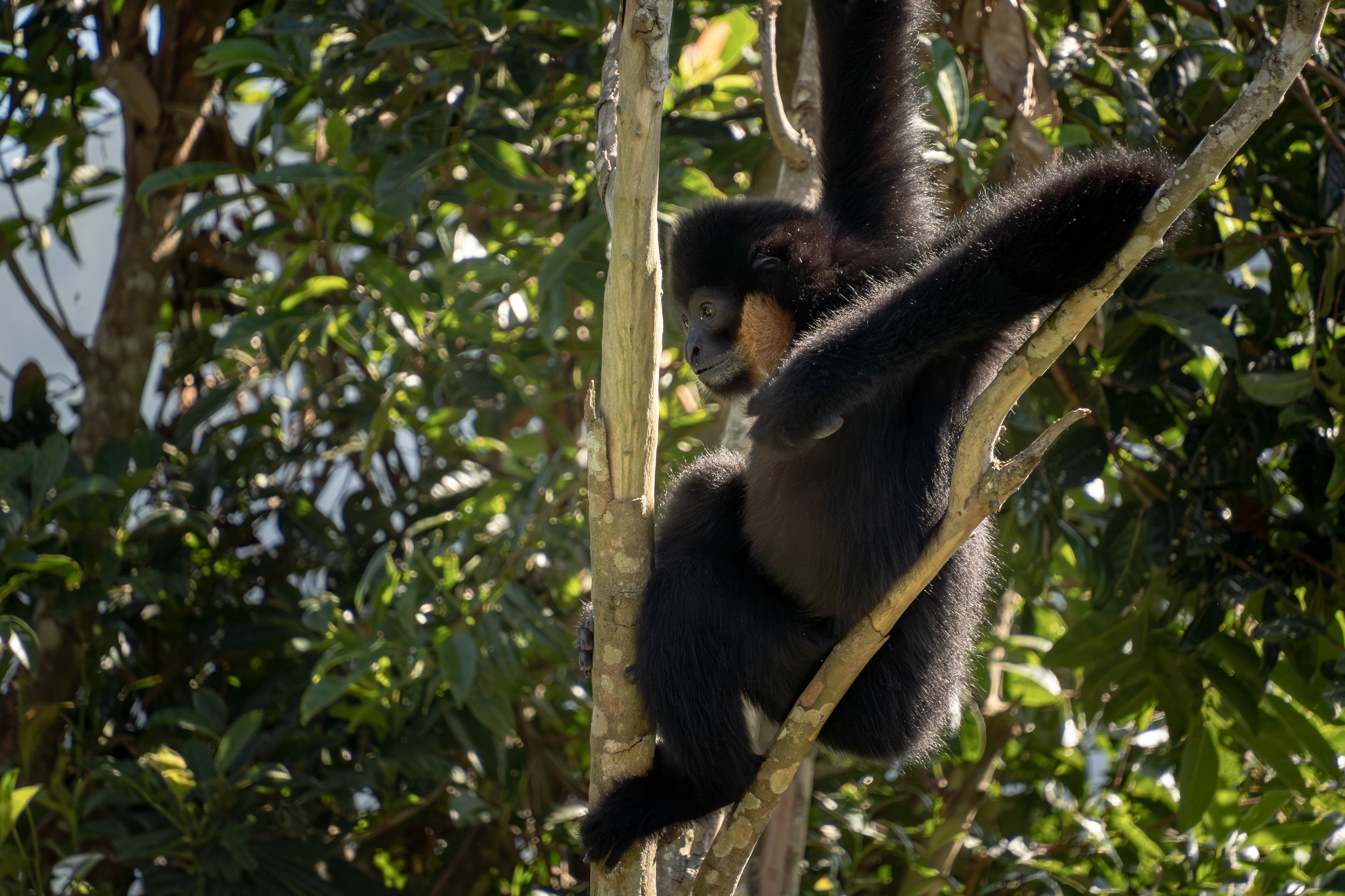 Yellow-cheeked gibbon, Laos
