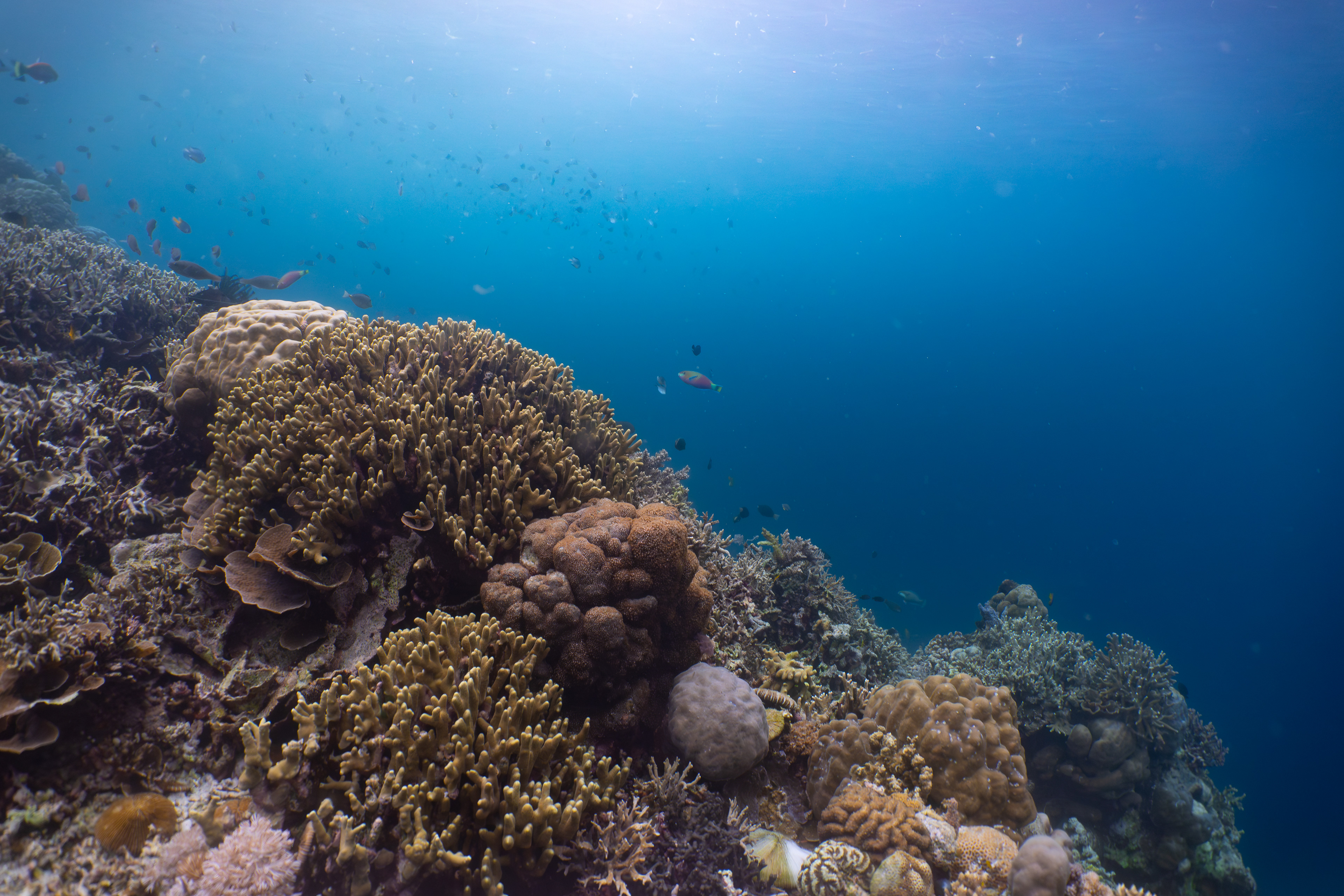 Coral reef, Indonesia